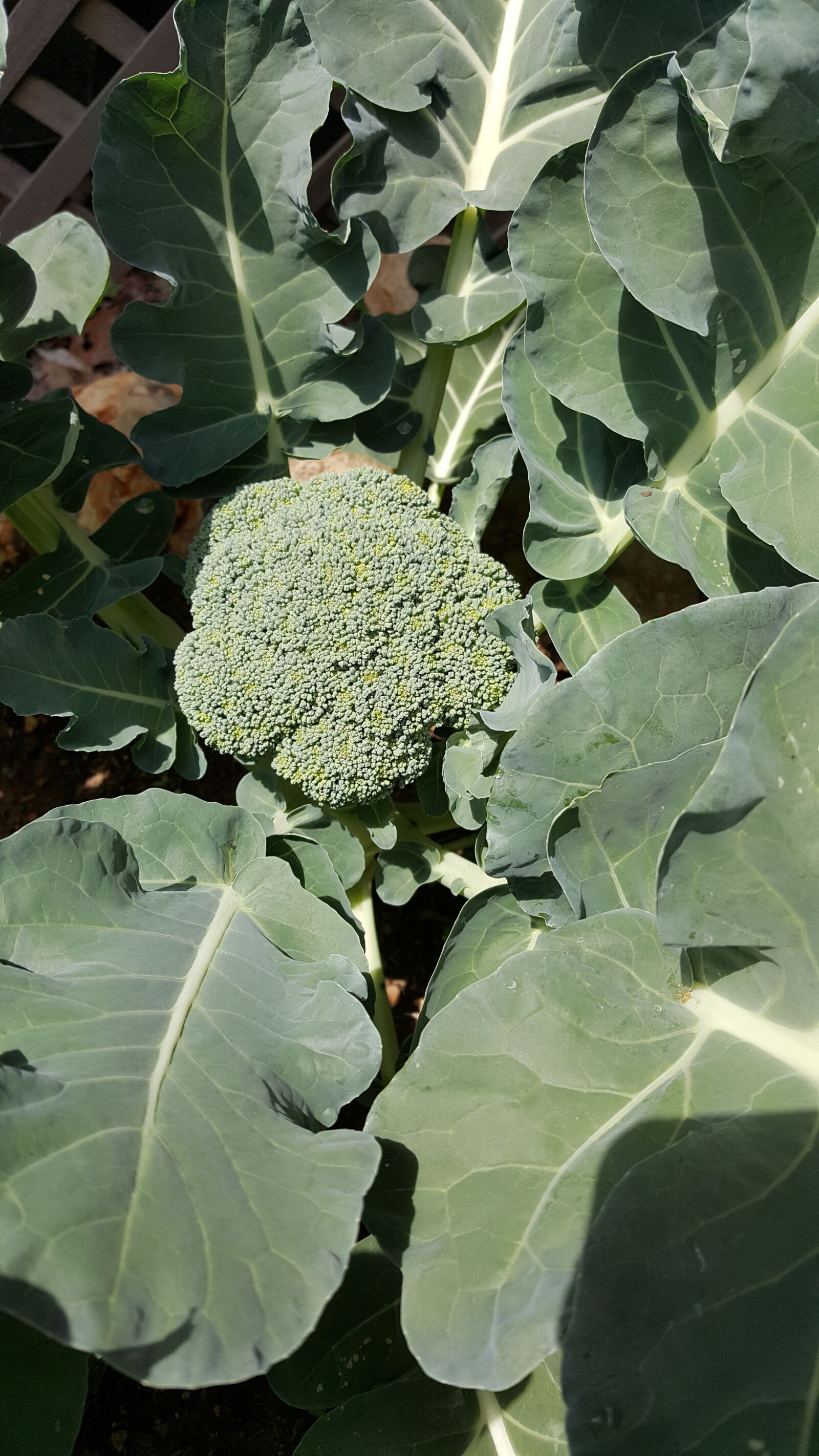 Samsung Galaxy Note5 sample photo. Garden, green, summer photography