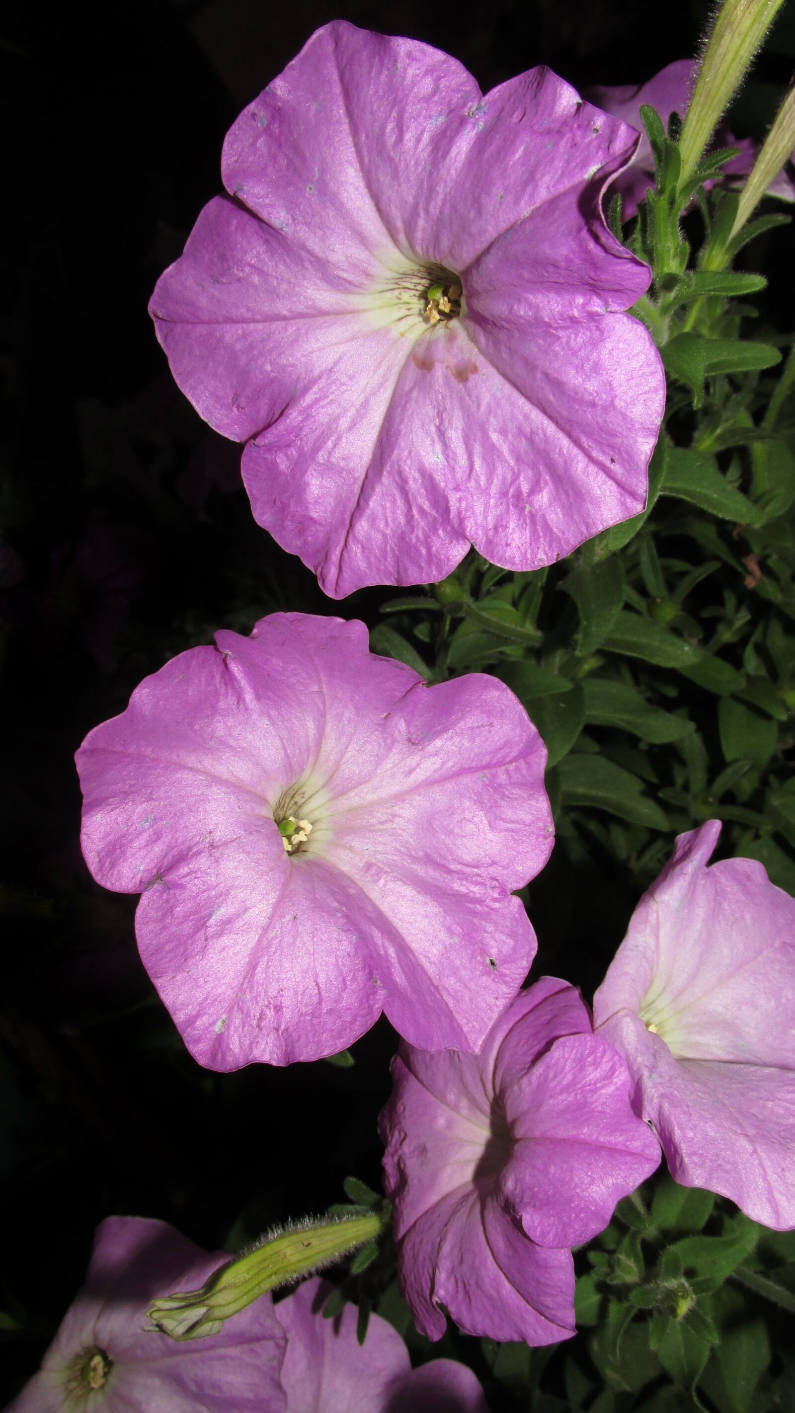 Canon PowerShot SX170 IS sample photo. Flowers, petunias, pink photography