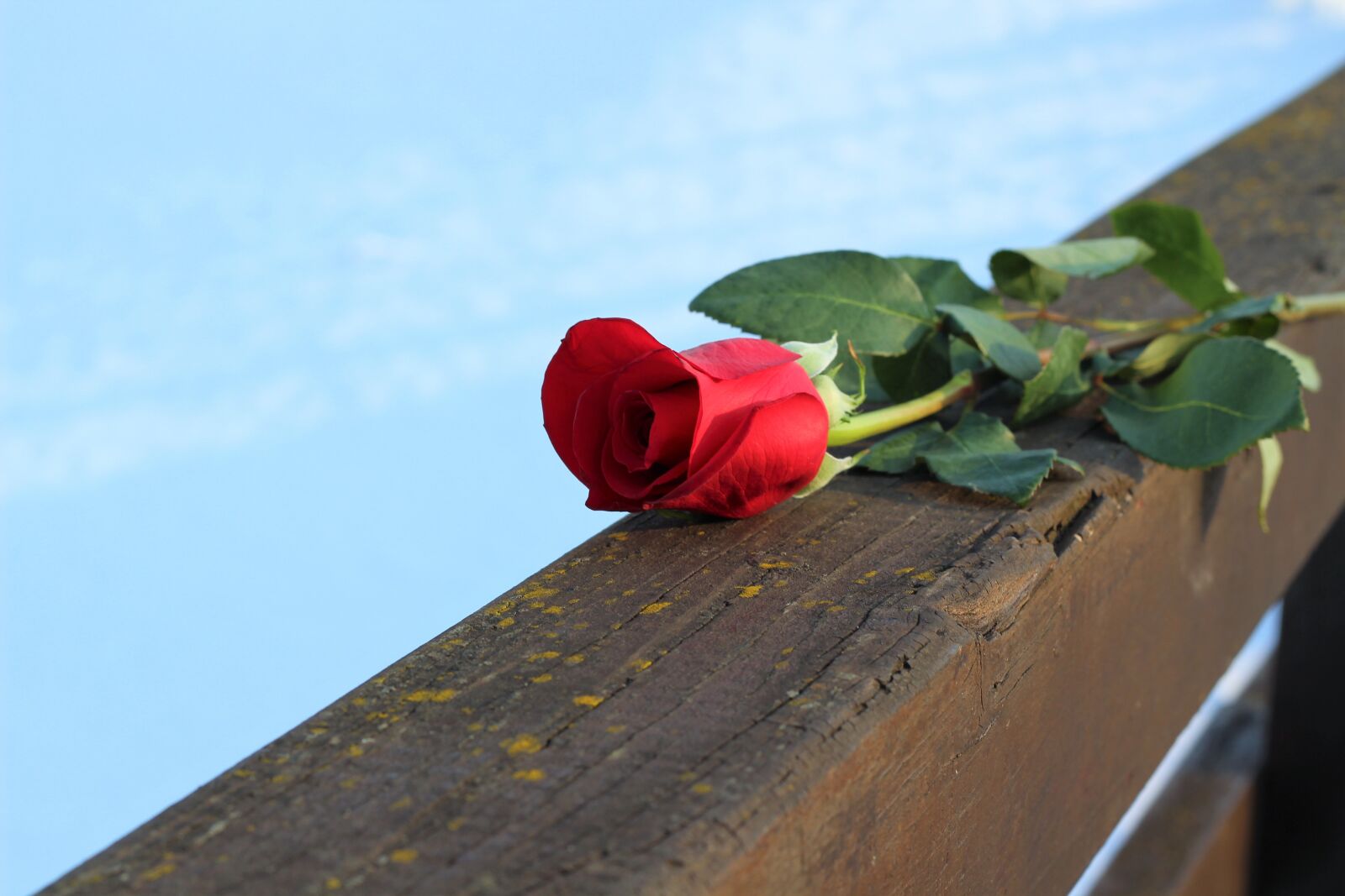 Canon EOS 600D (Rebel EOS T3i / EOS Kiss X5) + Canon EF 50mm F1.8 II sample photo. Red rose on bridge photography