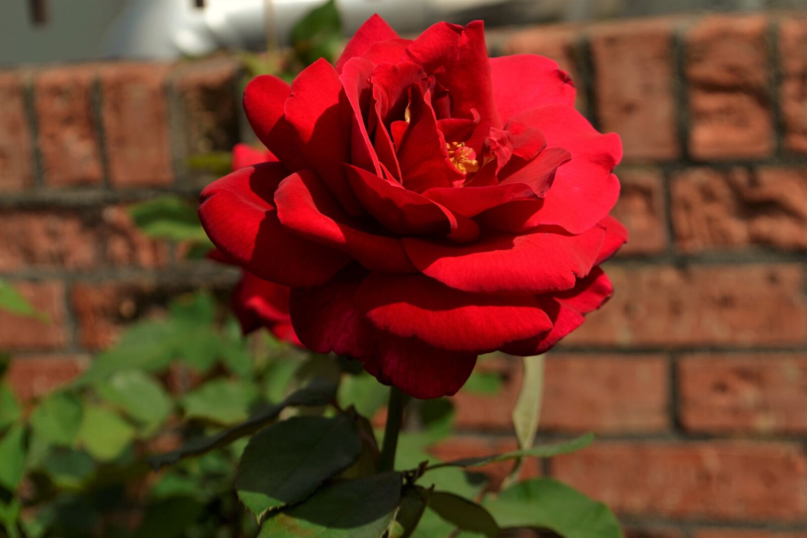 Nikon D3100 sample photo. Red, rose, flower photography