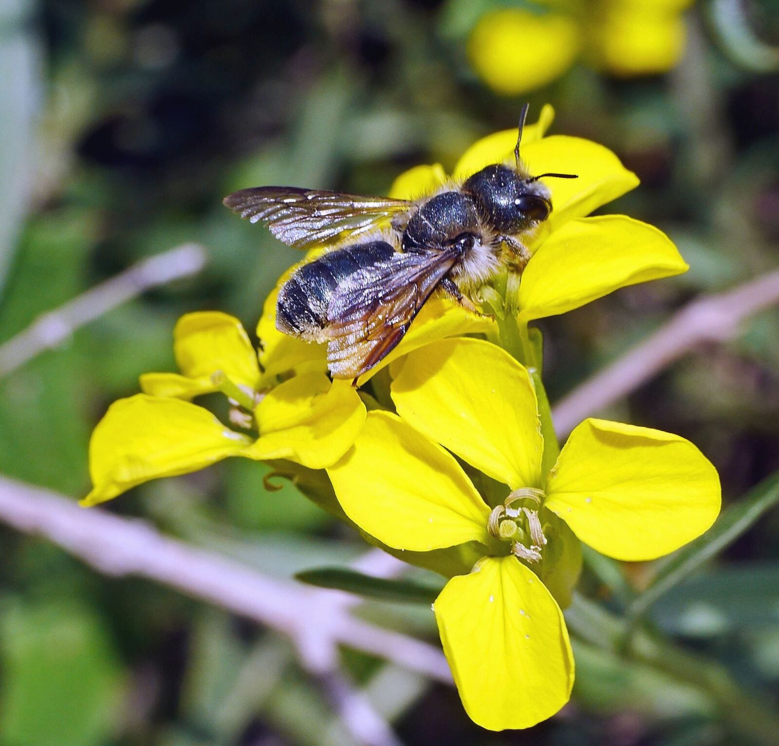 Panasonic Lumix DMC-GH3 sample photo. Flower, petal, bee, insect photography