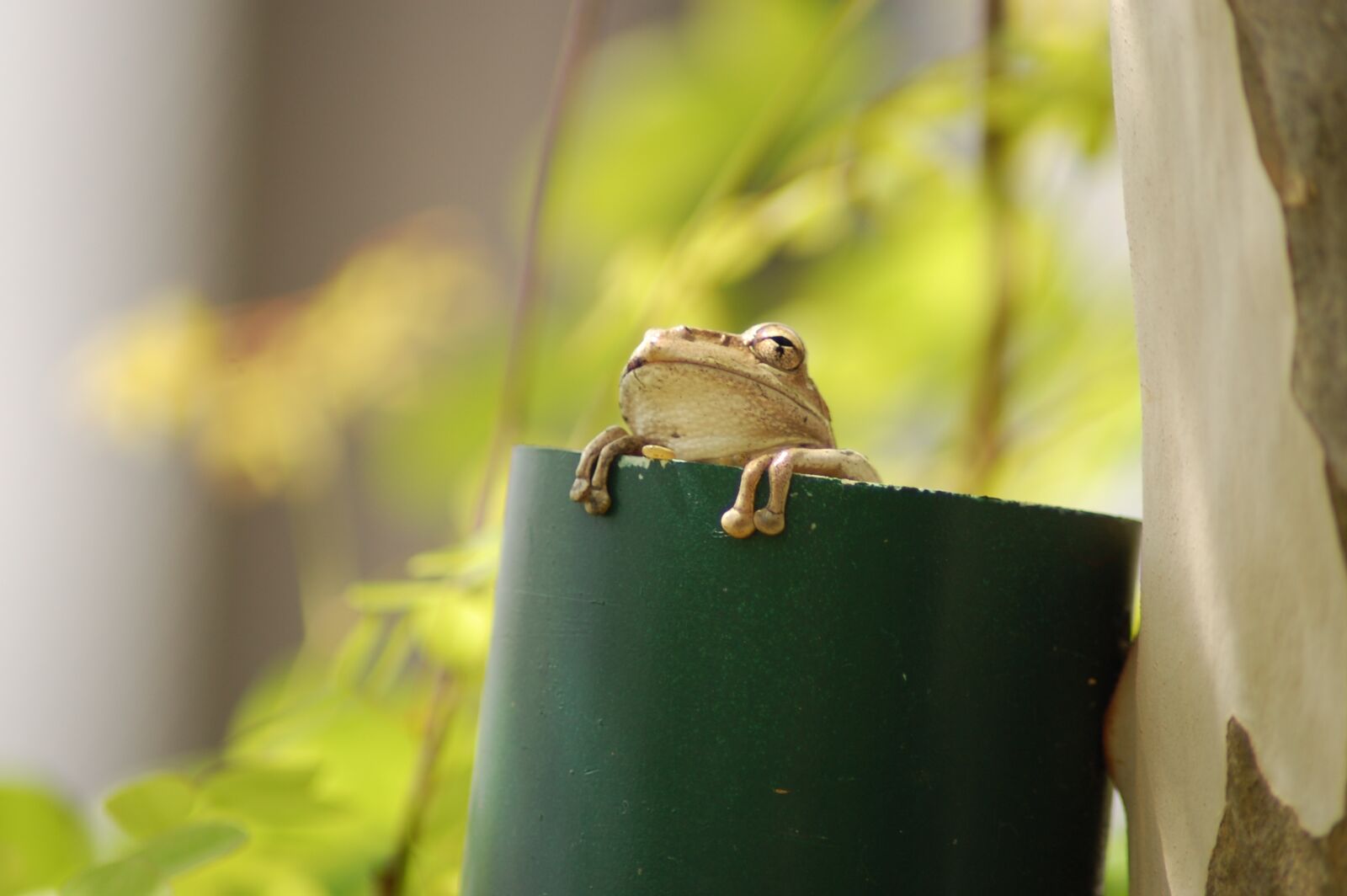 Nikon D40 sample photo. Frog, animal, green photography
