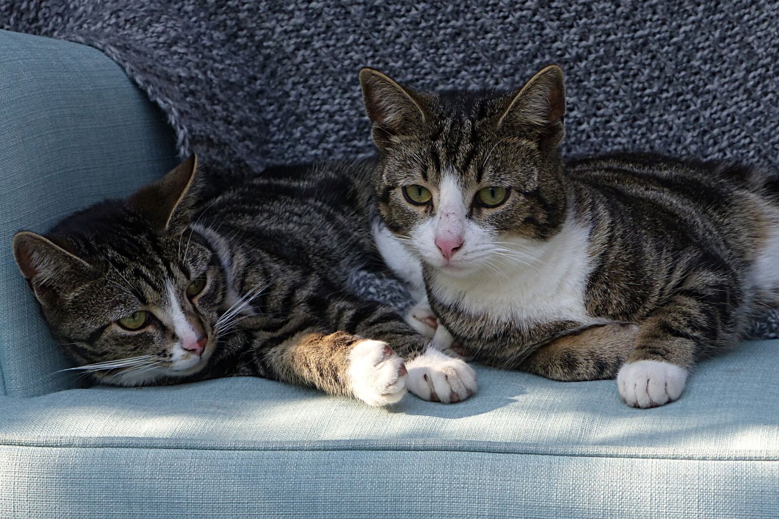 Panasonic Lumix DMC-FZ200 sample photo. Animal, pet, cat photography