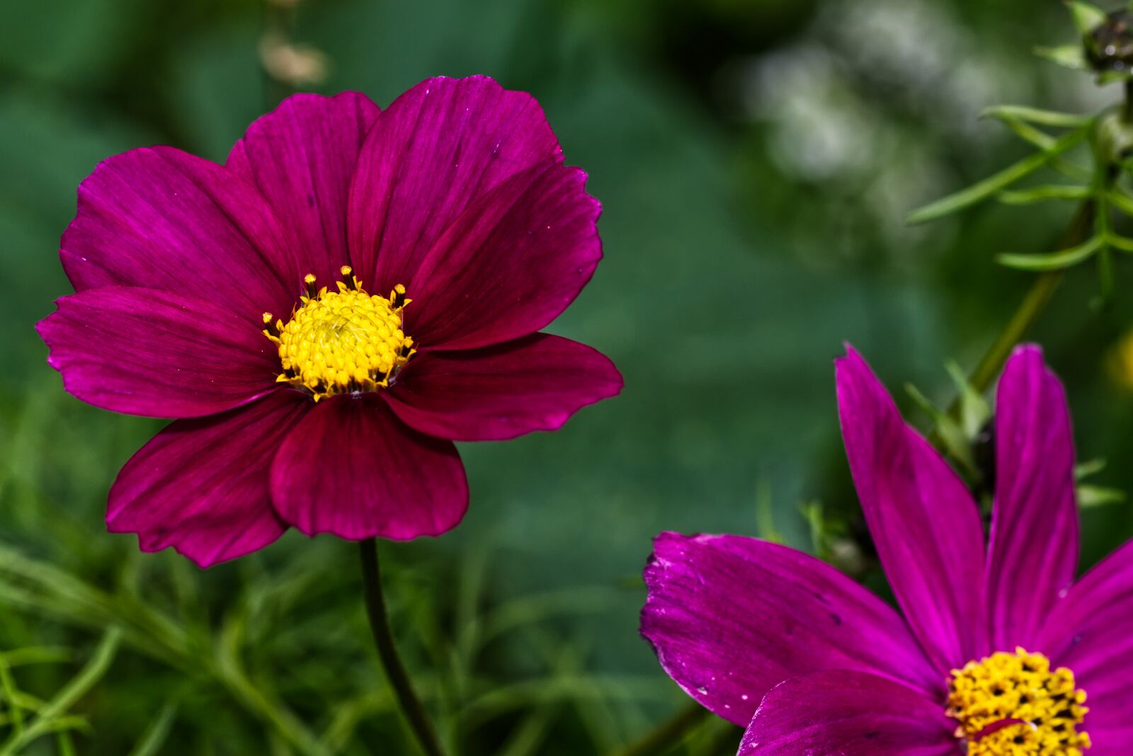 Nikon D5500 sample photo. Flower, blossom, bloom photography