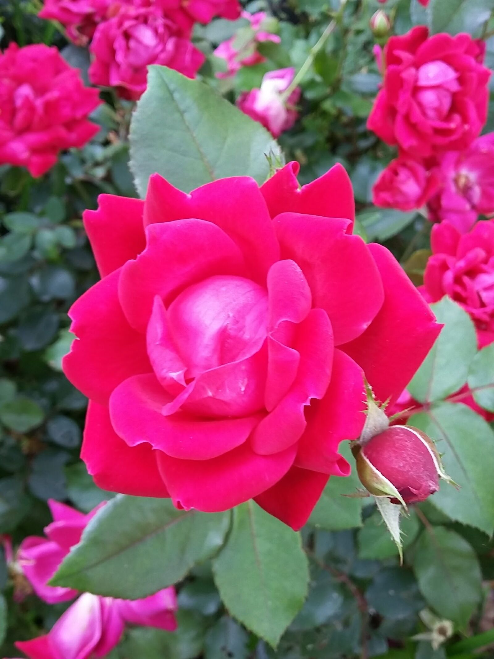 Samsung Galaxy Grand Prime sample photo. Roses, single rose, blossom photography