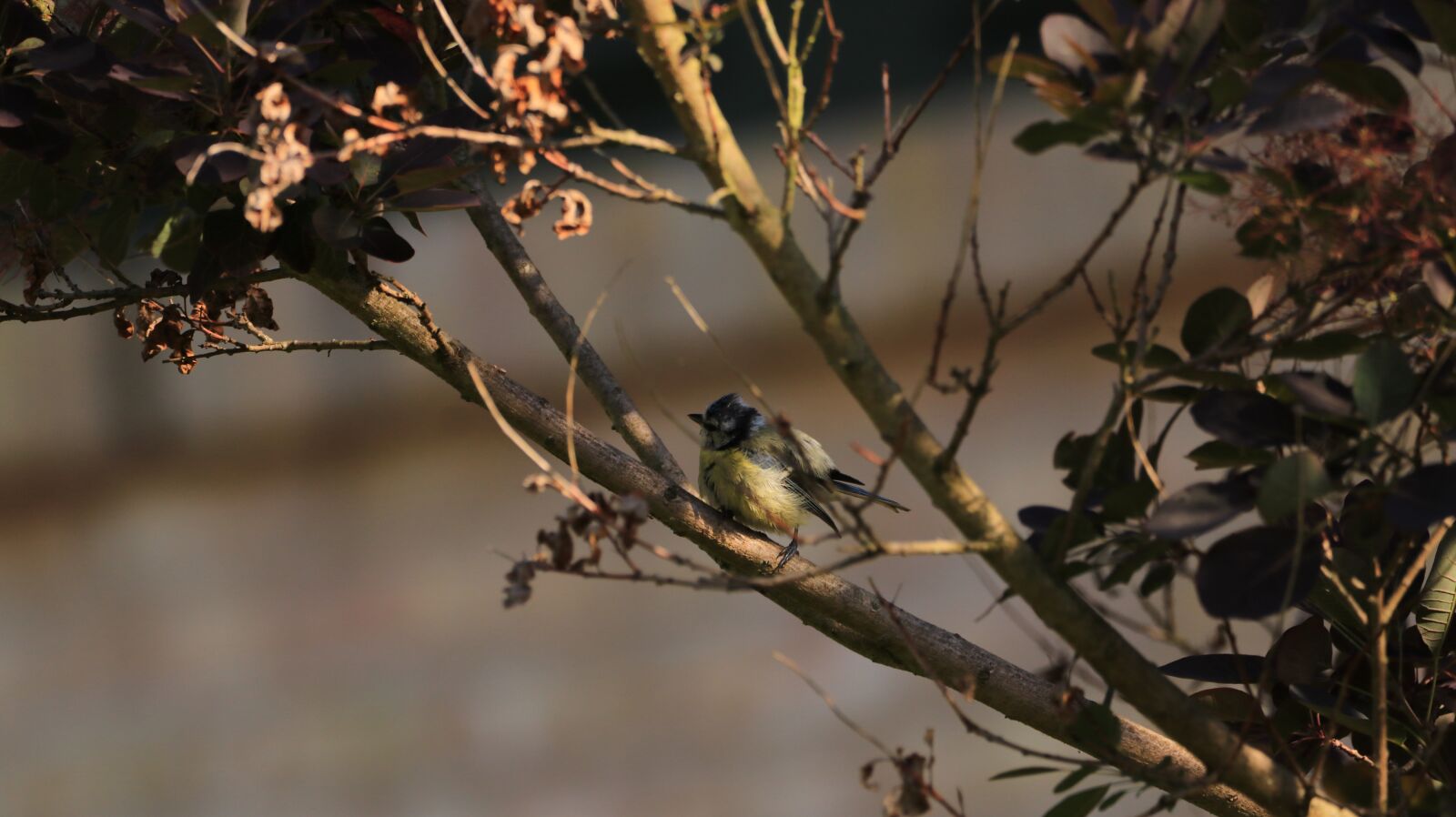 150-600mm F5-6.3 DG OS HSM | Contemporary 015 sample photo. Blue tit, bird, tit photography