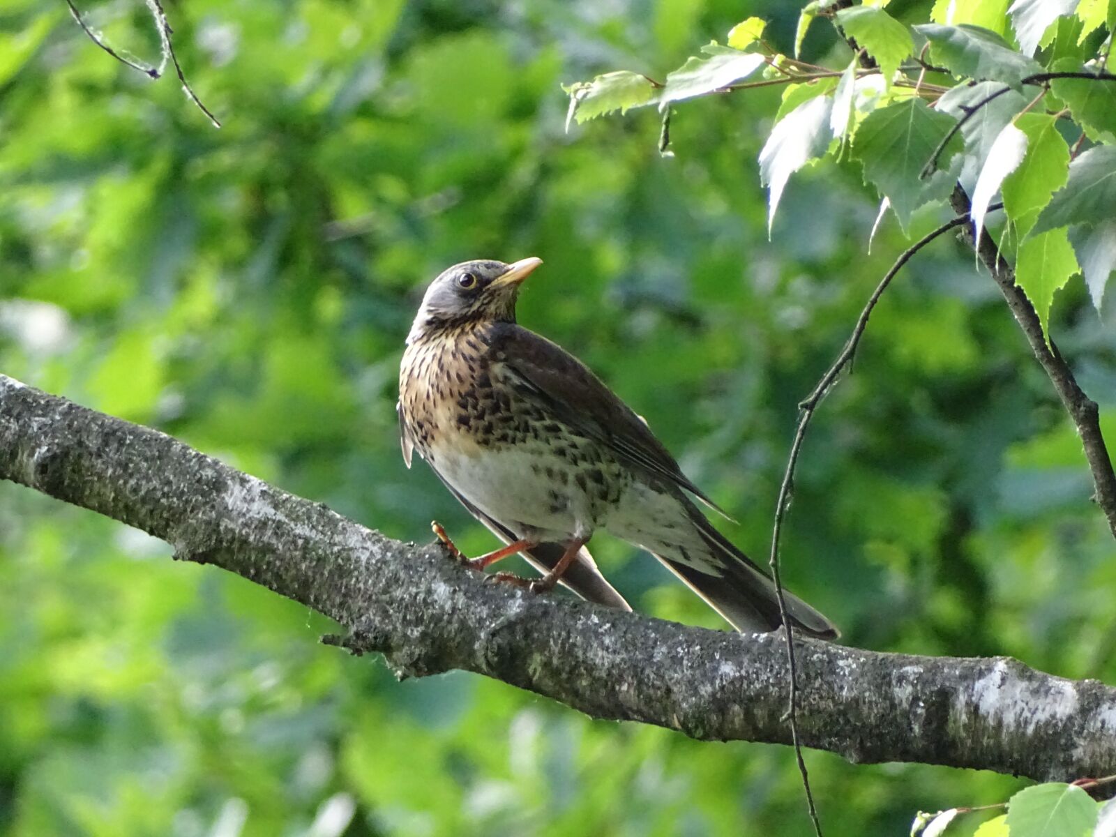 Sony Cyber-shot DSC-HX400V sample photo. Fieldfare, bird, branch photography
