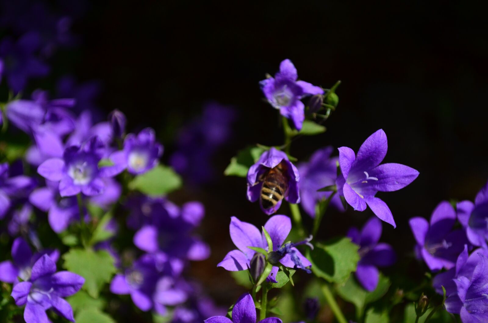 Nikon D5100 sample photo. Garden, bee, flowers photography