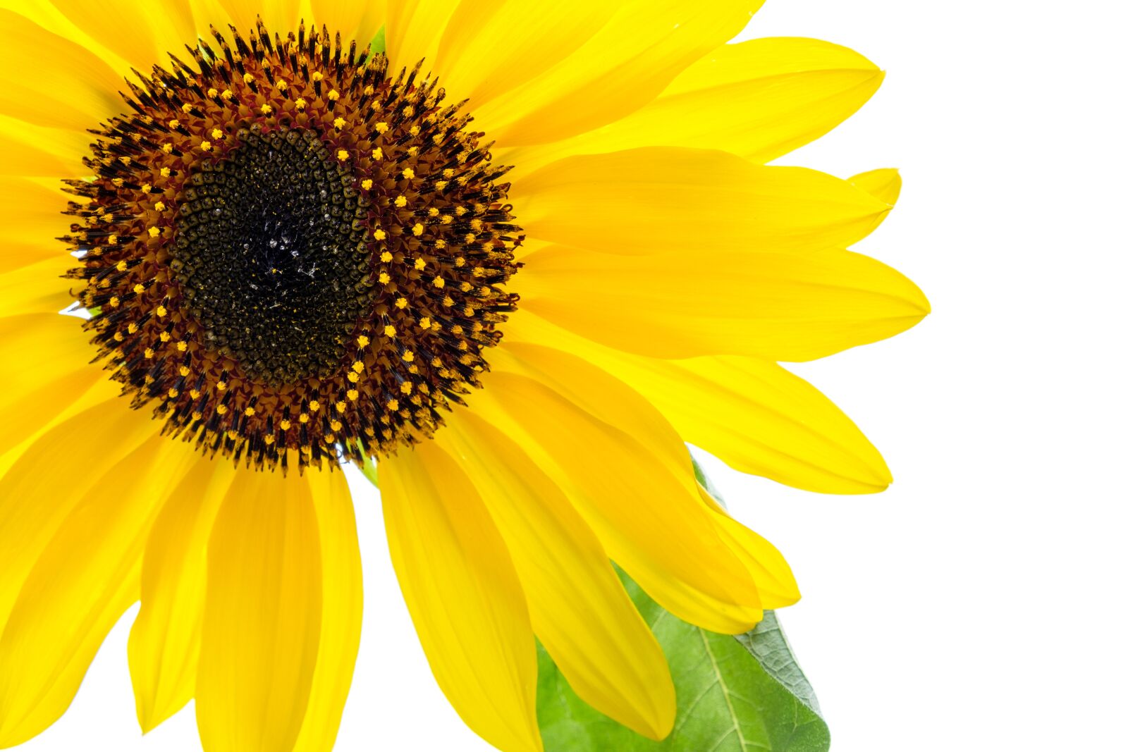 Fujifilm X-T2 sample photo. Sunflower, flower, summer photography