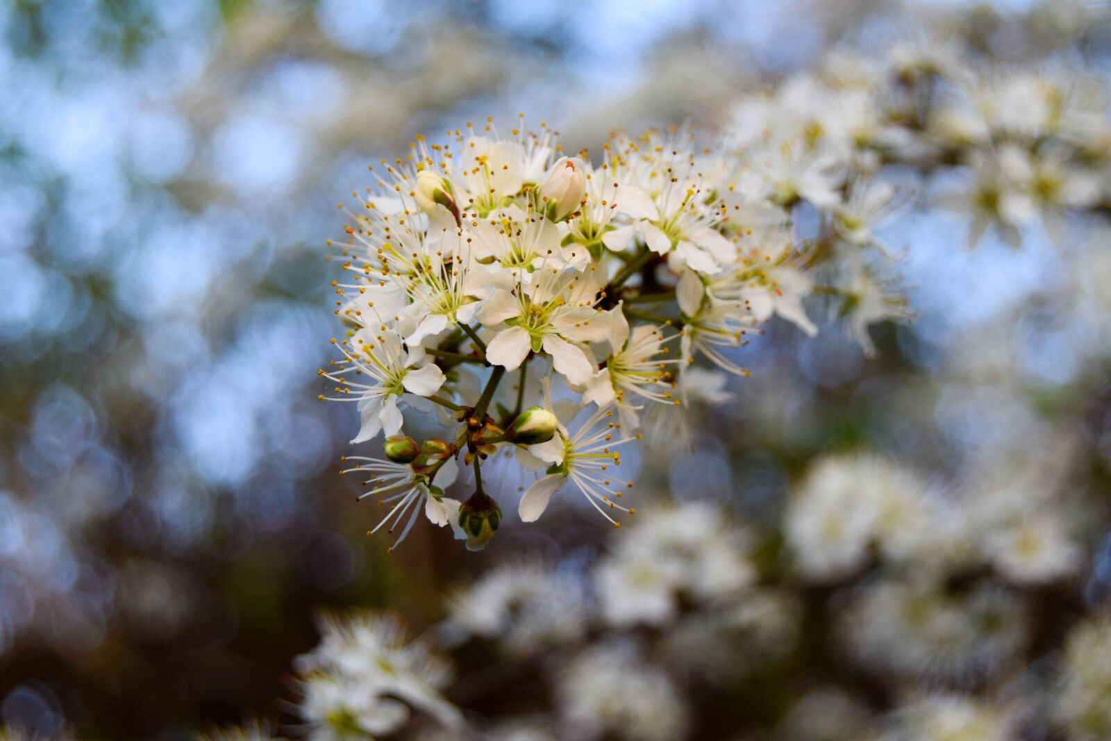 Nikon D3300 sample photo. Nature, flowers, spring photography