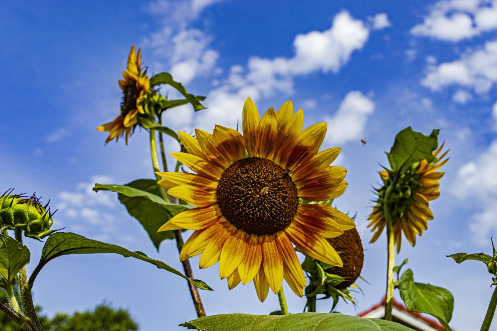 Nikon D3200 sample photo. Sunflowers, sunflower, flowers photography