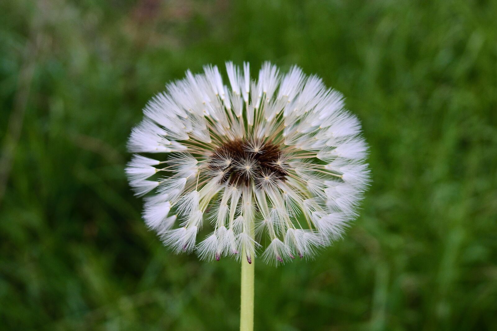 Nikon Coolpix P900 sample photo. Dandelion, nature, nuns photography