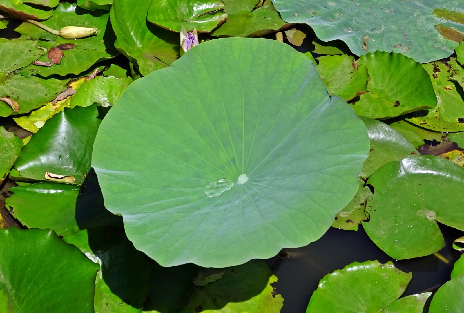 Sony DSC-HX60V sample photo. Lotus leaf, water drop photography