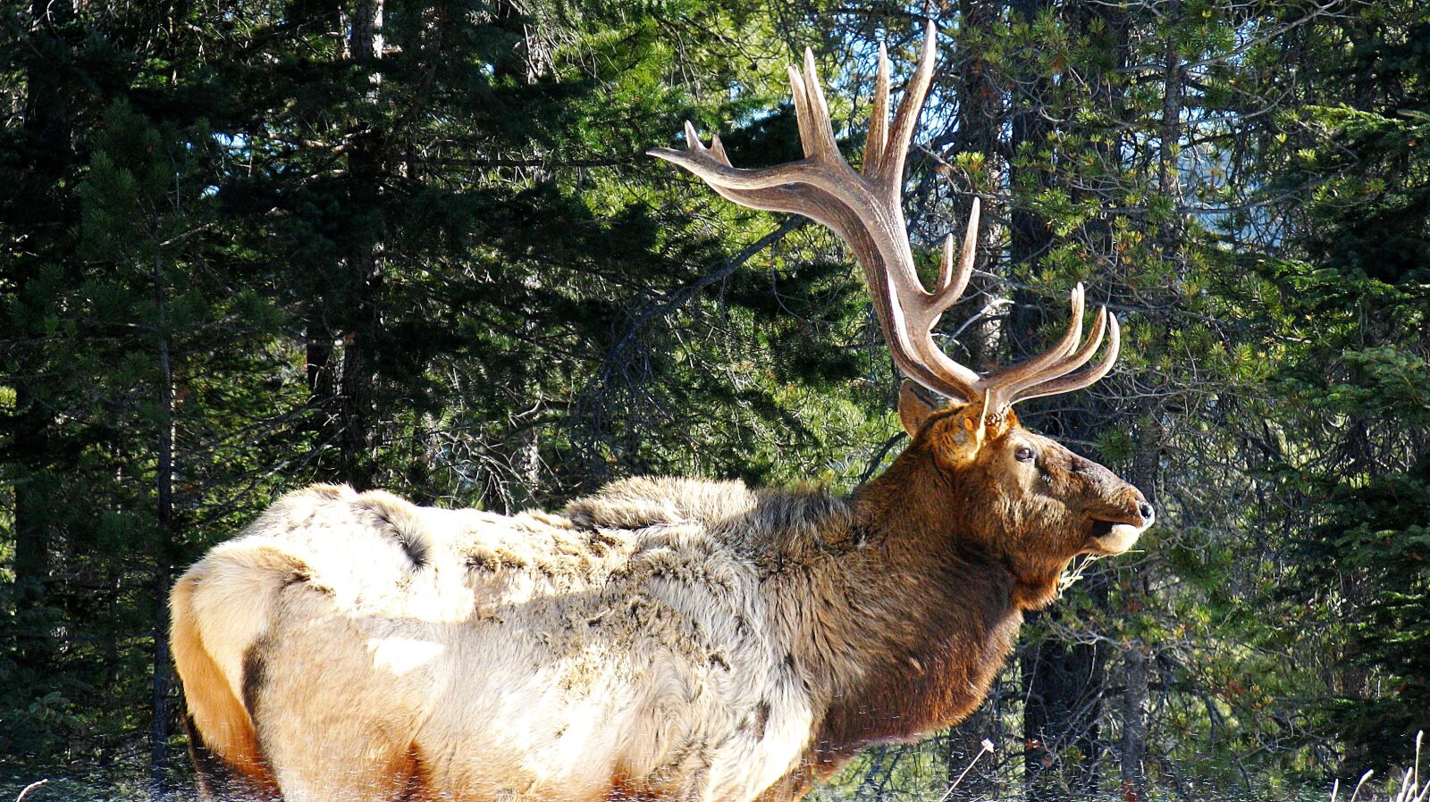 Canon POWERSHOT A720 IS sample photo. Elk, wildlife, animal photography