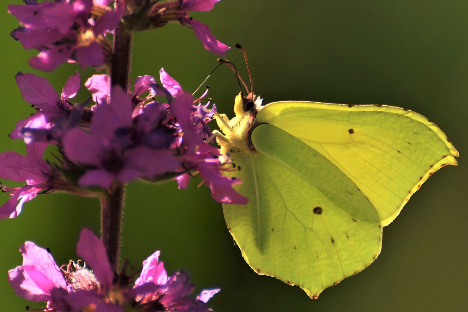 Nikon D500 sample photo. Gonepteryx rhamni, macro, yellow photography