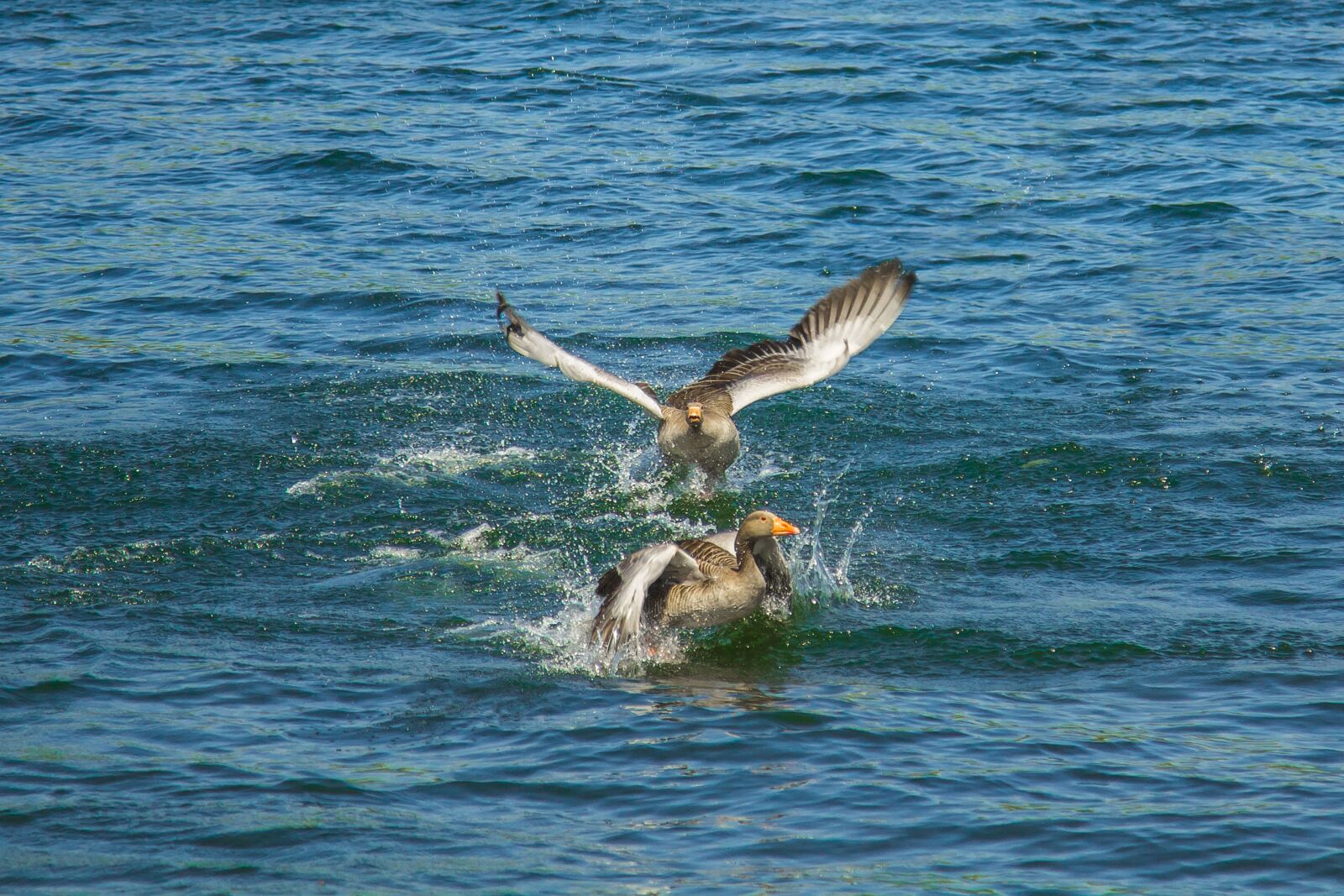 Canon EOS 60D sample photo. Wild goose, lake, spring photography