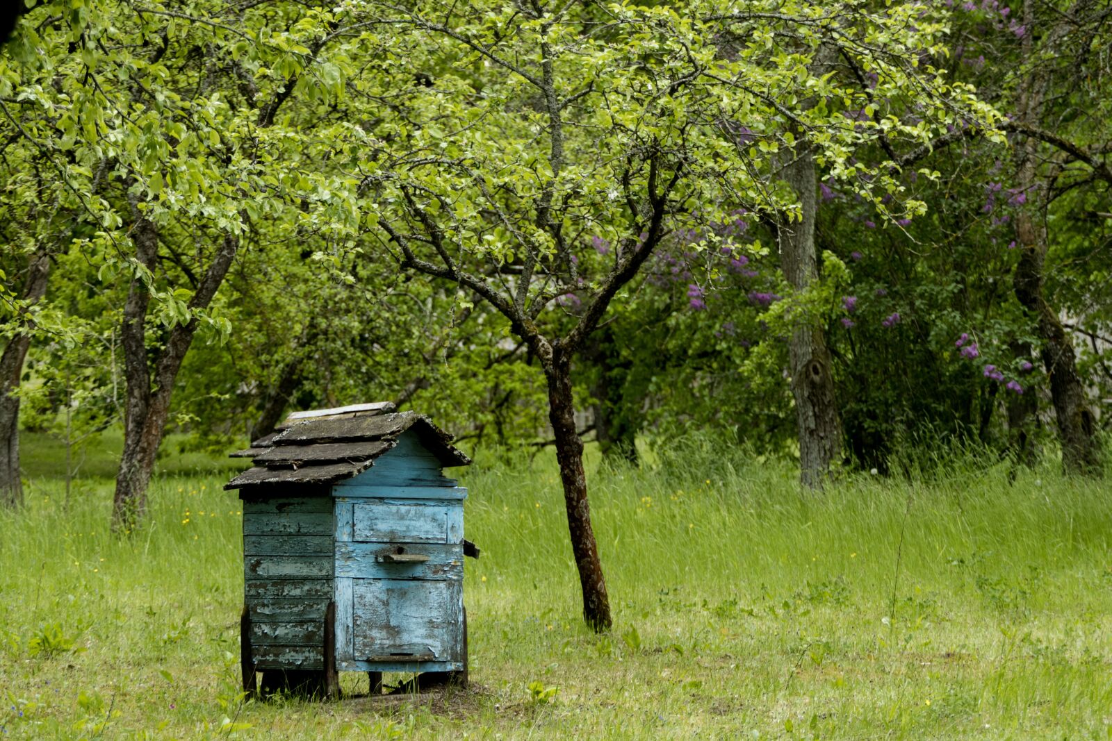 Panasonic Lumix DMC-FZ2500 (Lumix DMC-FZ2000) sample photo. Beehive, old, bees photography