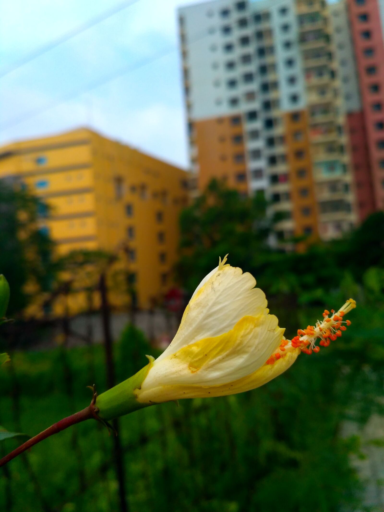 Xiaomi Redmi 3S sample photo. Nature, beauty, flower photography