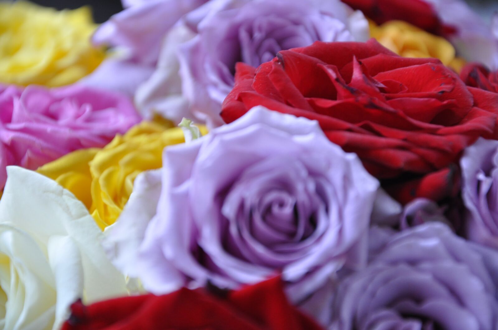Nikon D5000 sample photo. Roses, colorful, queen of photography