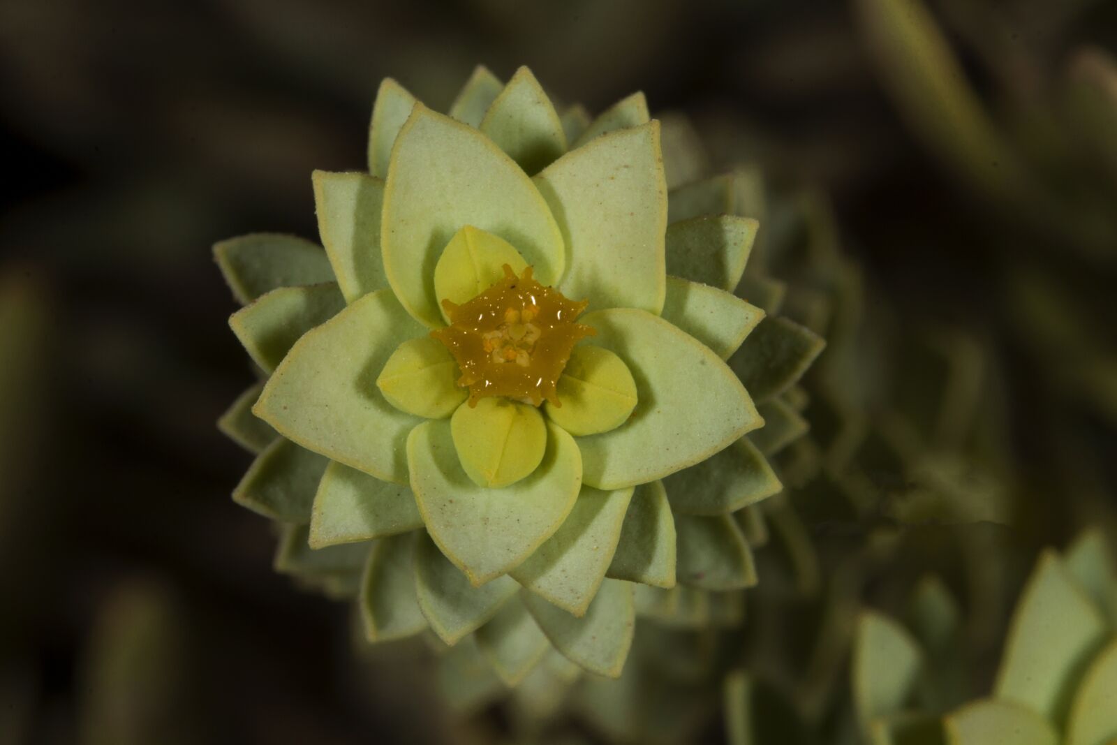 Canon EOS 50D sample photo. Wildflowers, flowers, succulent photography