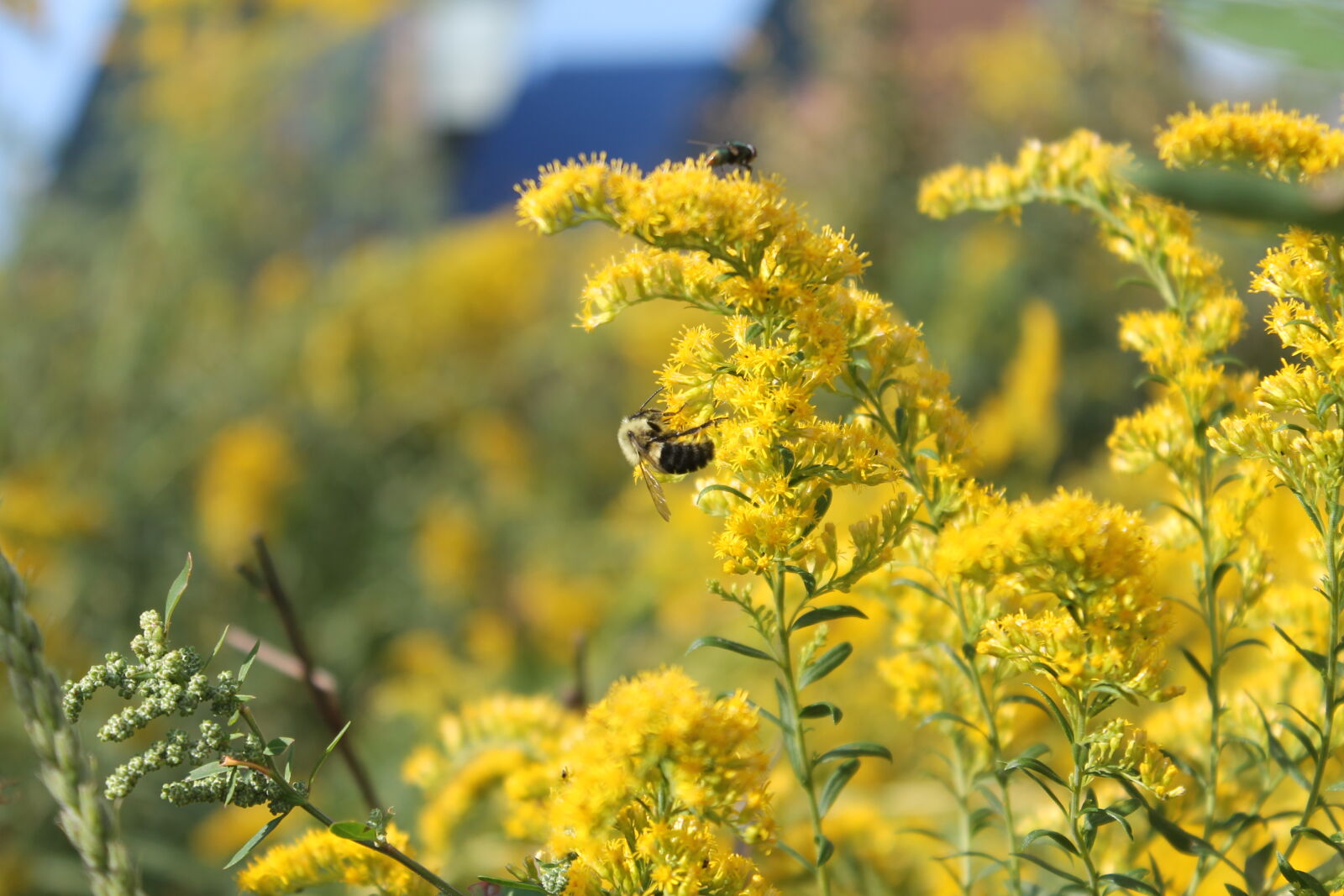 Canon EOS 1100D (EOS Rebel T3 / EOS Kiss X50) sample photo. Beauty, bee, bug, bumblebee photography