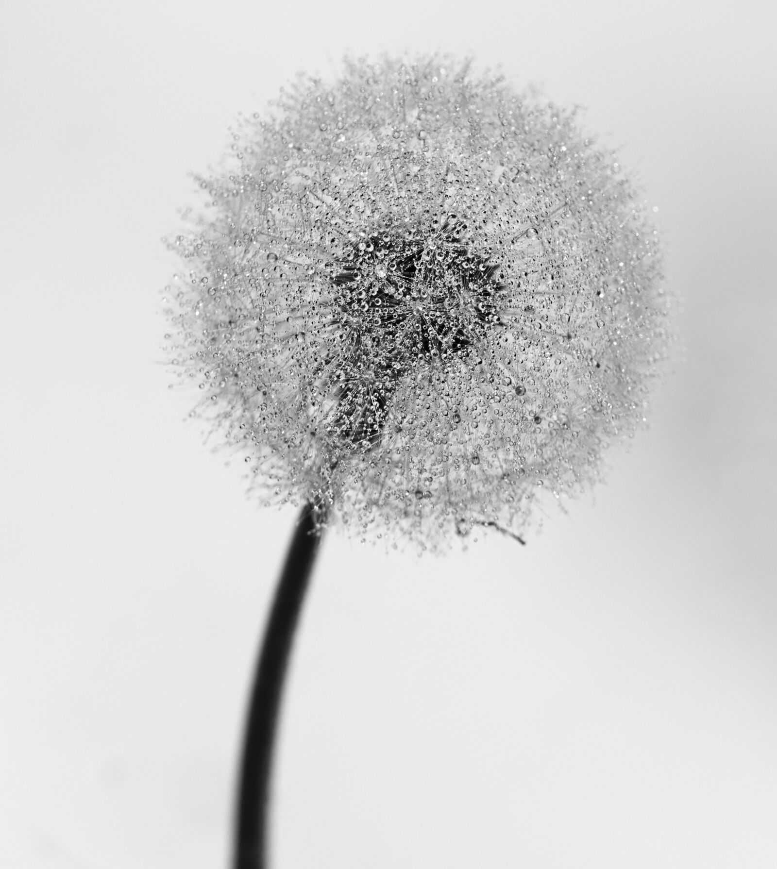 Canon EOS 7D Mark II sample photo. Dandelion, mr hall, nature photography