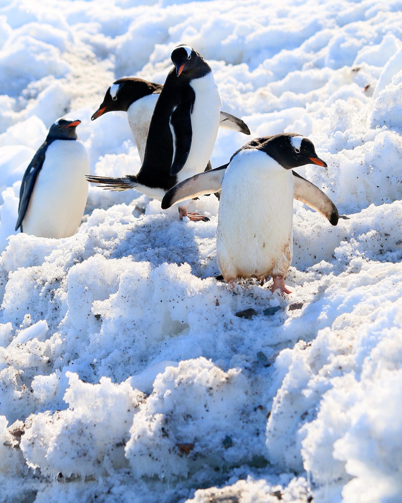 Canon EOS 70D + Canon EF 70-200mm F2.8L USM sample photo. Snow, penguins, water bird photography
