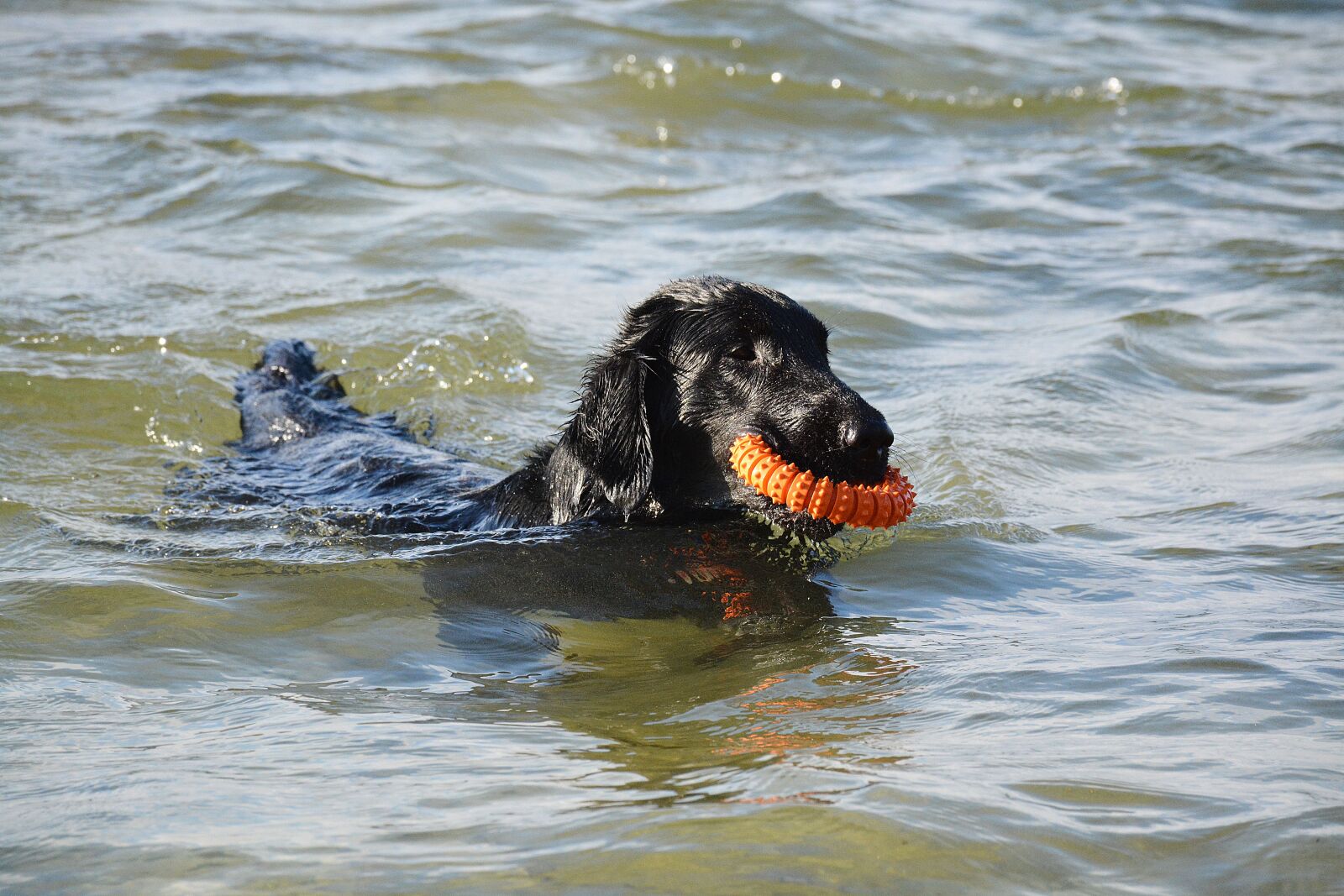 Nikon D7100 sample photo. Dog, retriever, flat photography