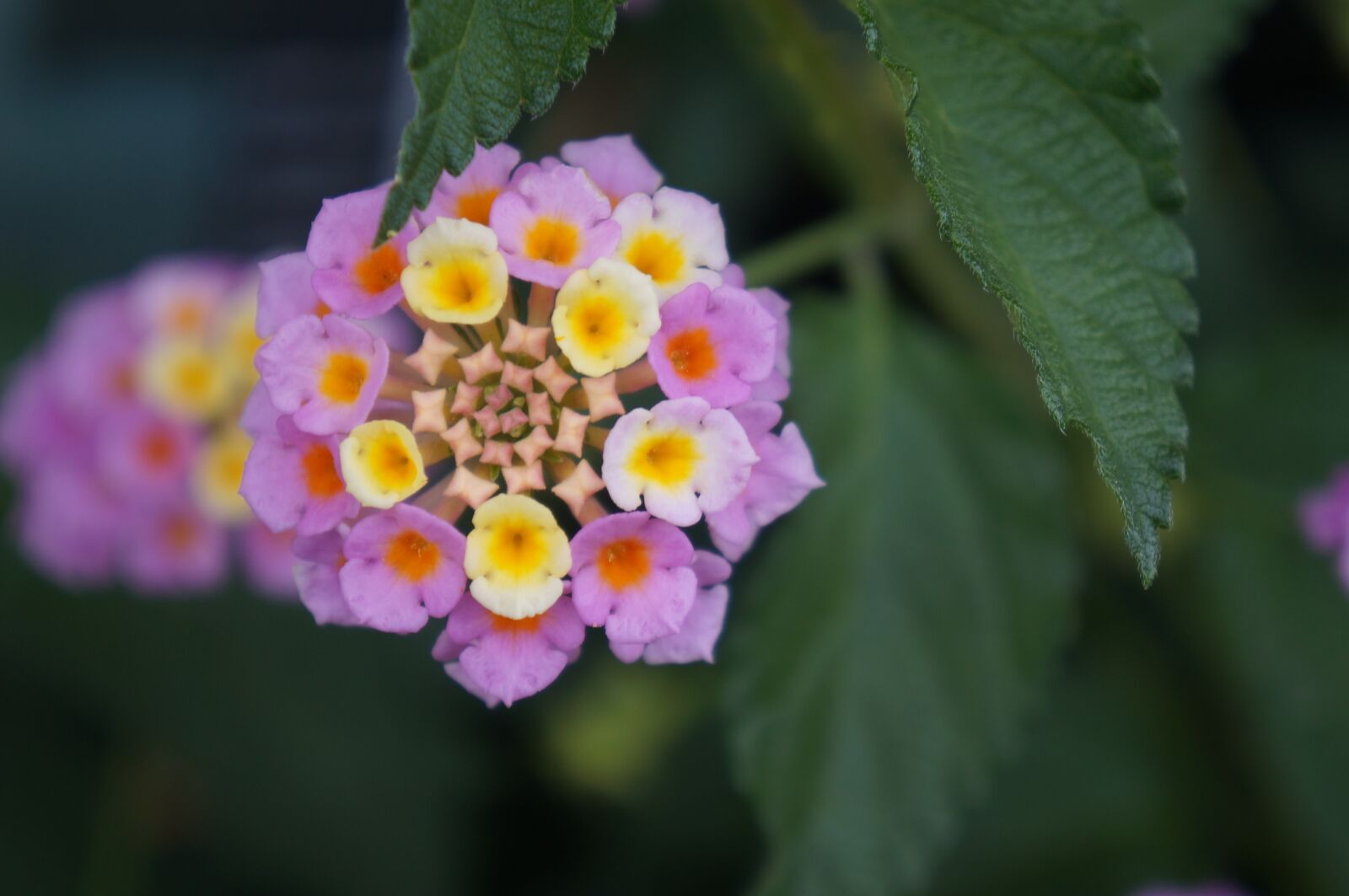 Sony Alpha NEX-F3 + Sony E 18-55mm F3.5-5.6 OSS sample photo. Flower, pretty, colorful photography