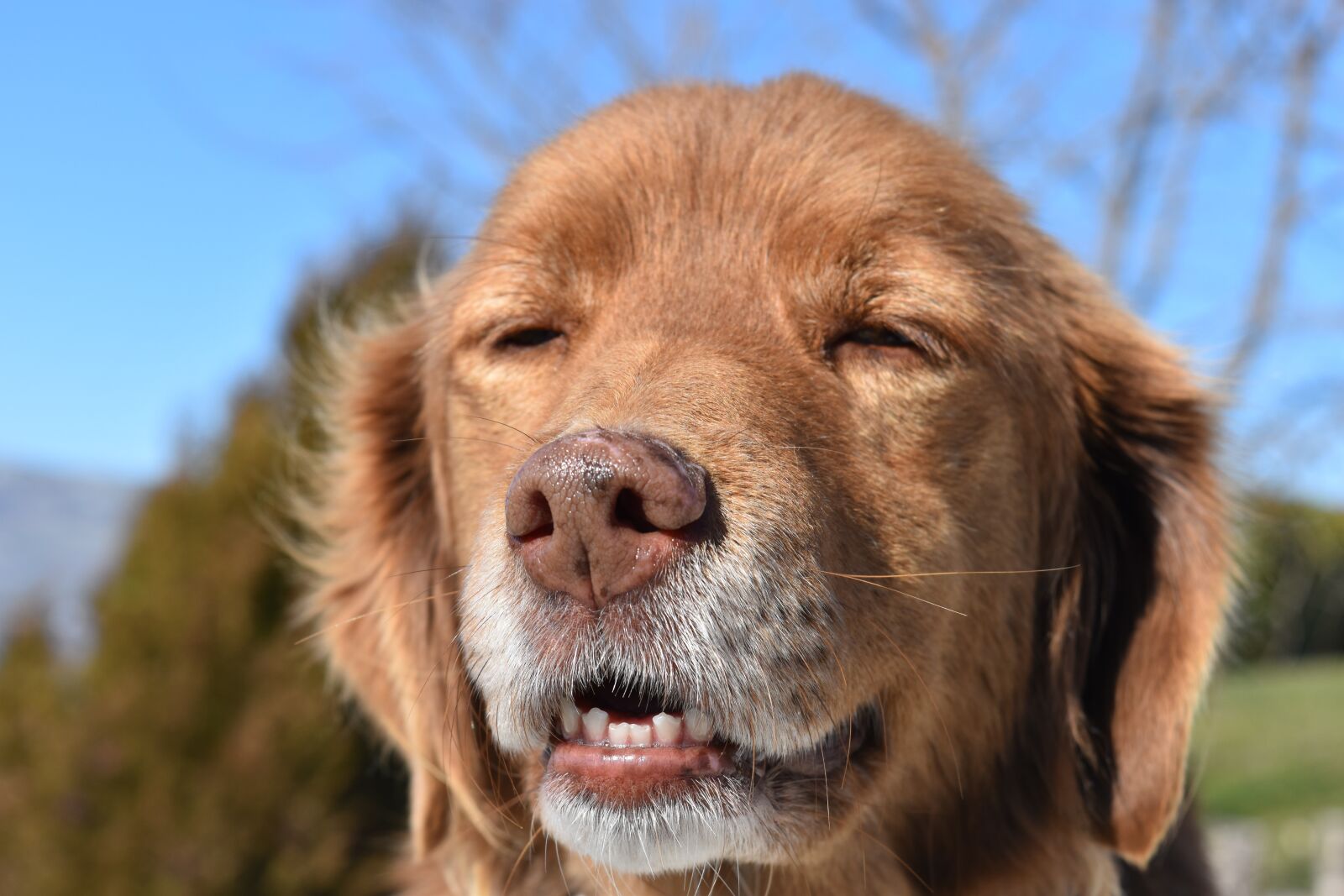Nikon D5500 sample photo. Canis lupus familiaris, animalia photography