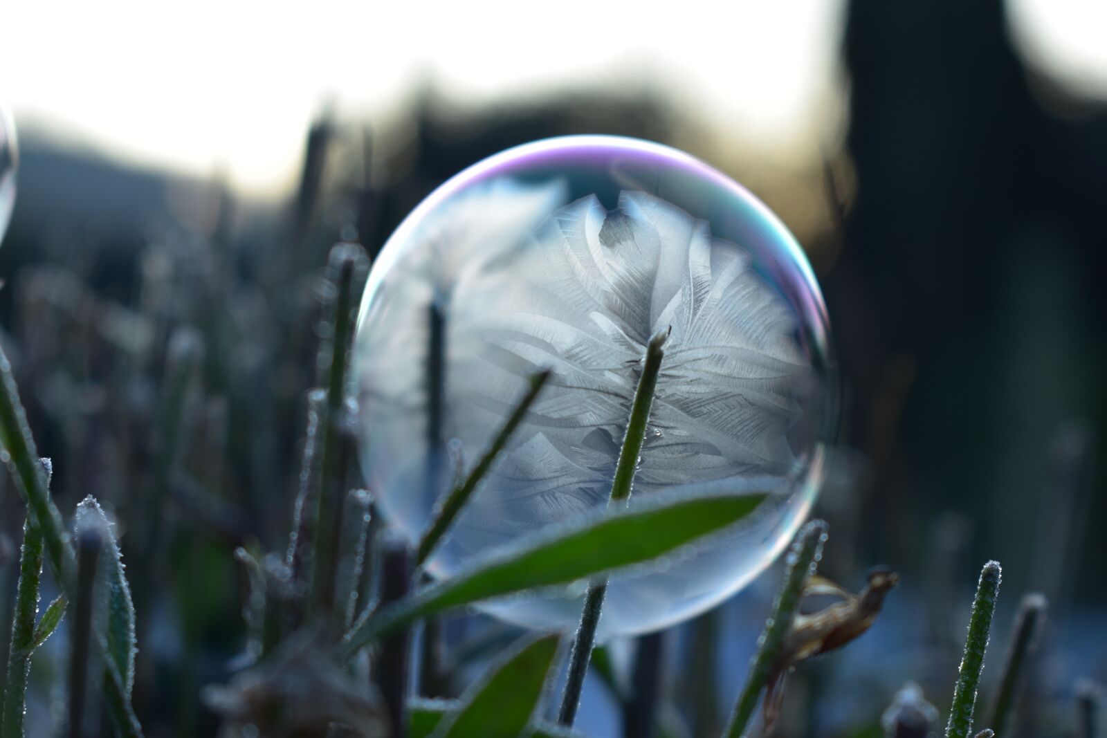 Nikon D5500 sample photo. Soap bubble, frozen, eiskristalle photography