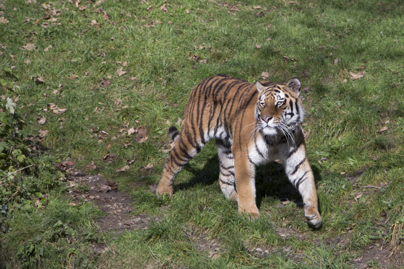 Canon EOS 700D (EOS Rebel T5i / EOS Kiss X7i) sample photo. Tiger, animal, nature photography