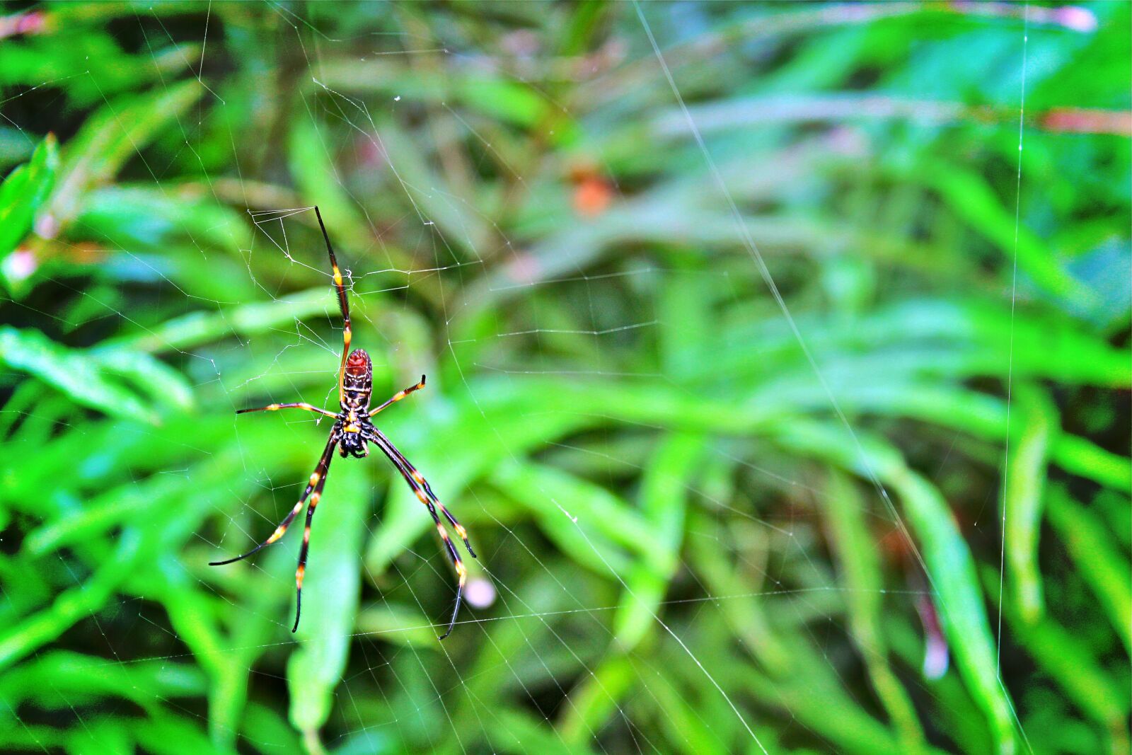 Canon EOS 600D (Rebel EOS T3i / EOS Kiss X5) sample photo. Sydney, australia, park photography
