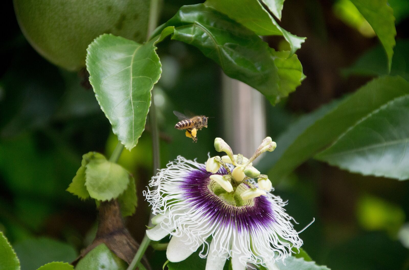 Pentax K-50 sample photo. Spring equinox, flowers and photography