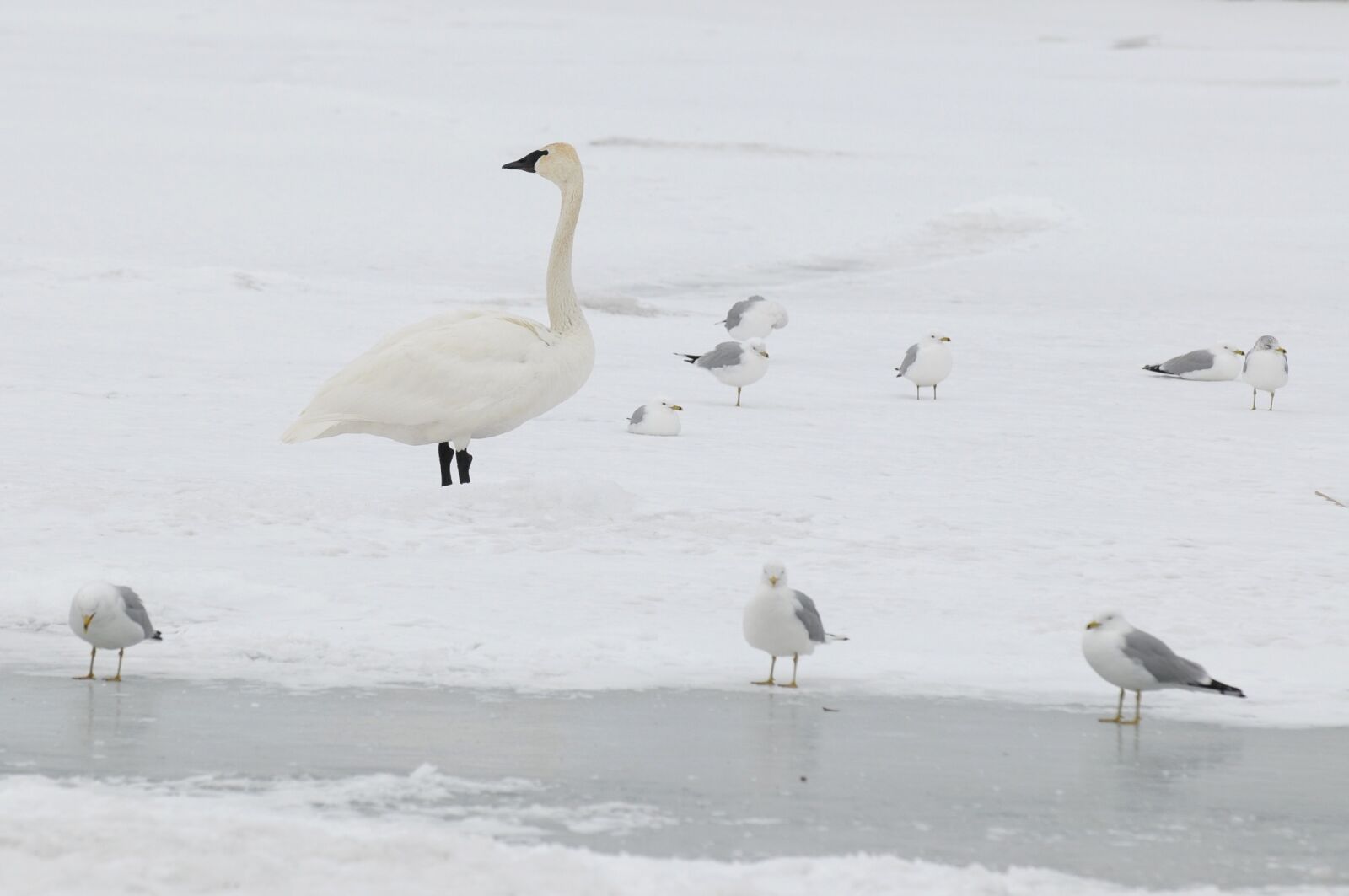 Nikon D300 sample photo. Swan, winter, snow photography