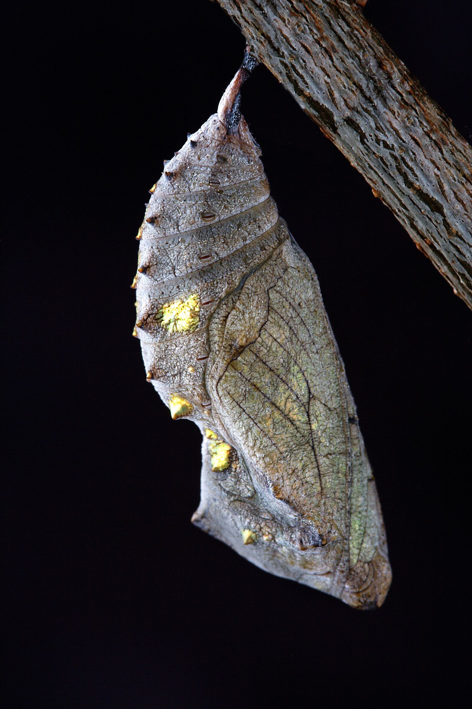 Canon EOS 350D (EOS Digital Rebel XT / EOS Kiss Digital N) sample photo. Chrysalis, macro, close up photography