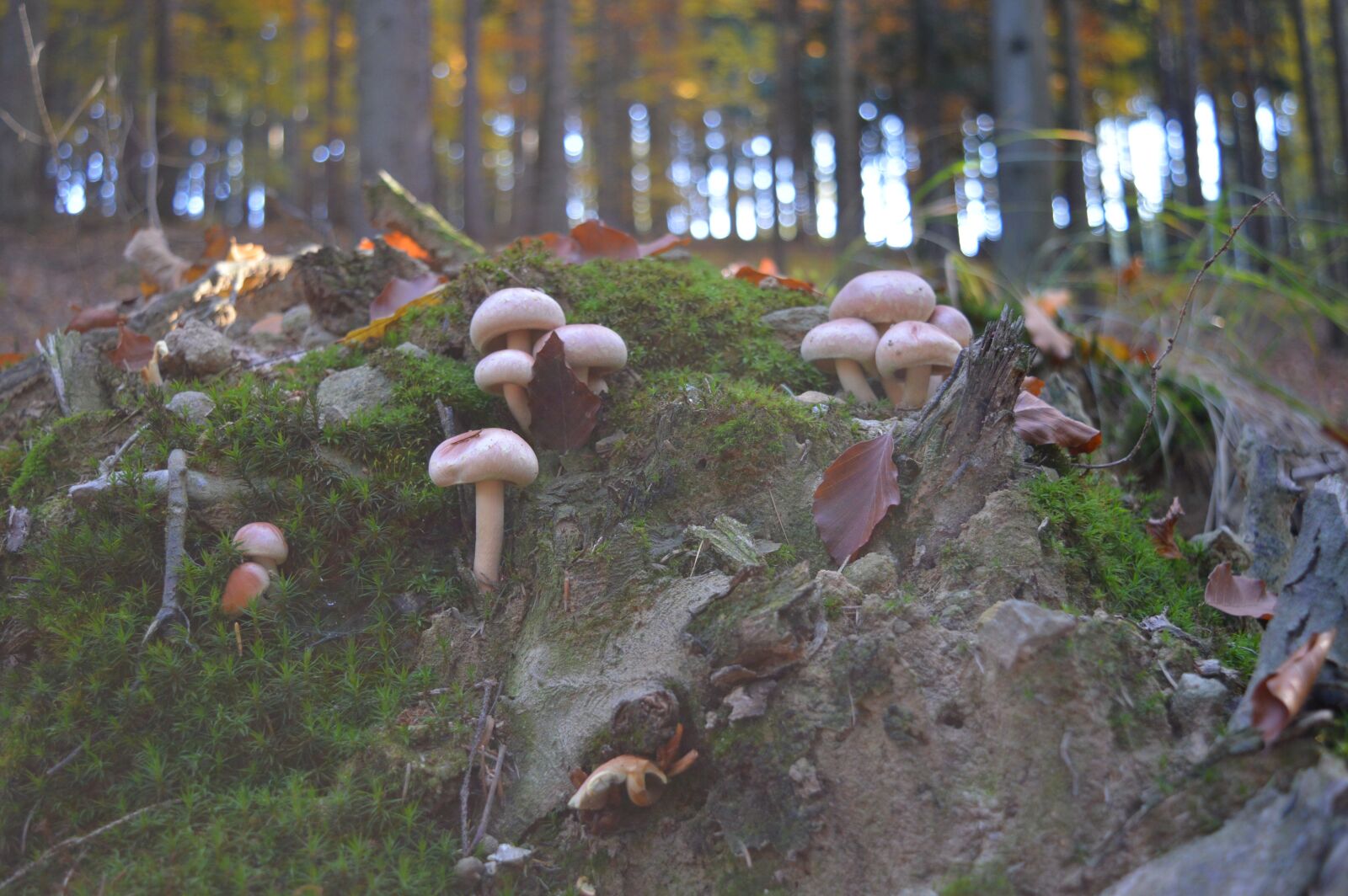 Nikon D3200 sample photo. Autumn, mushrooms, forest photography