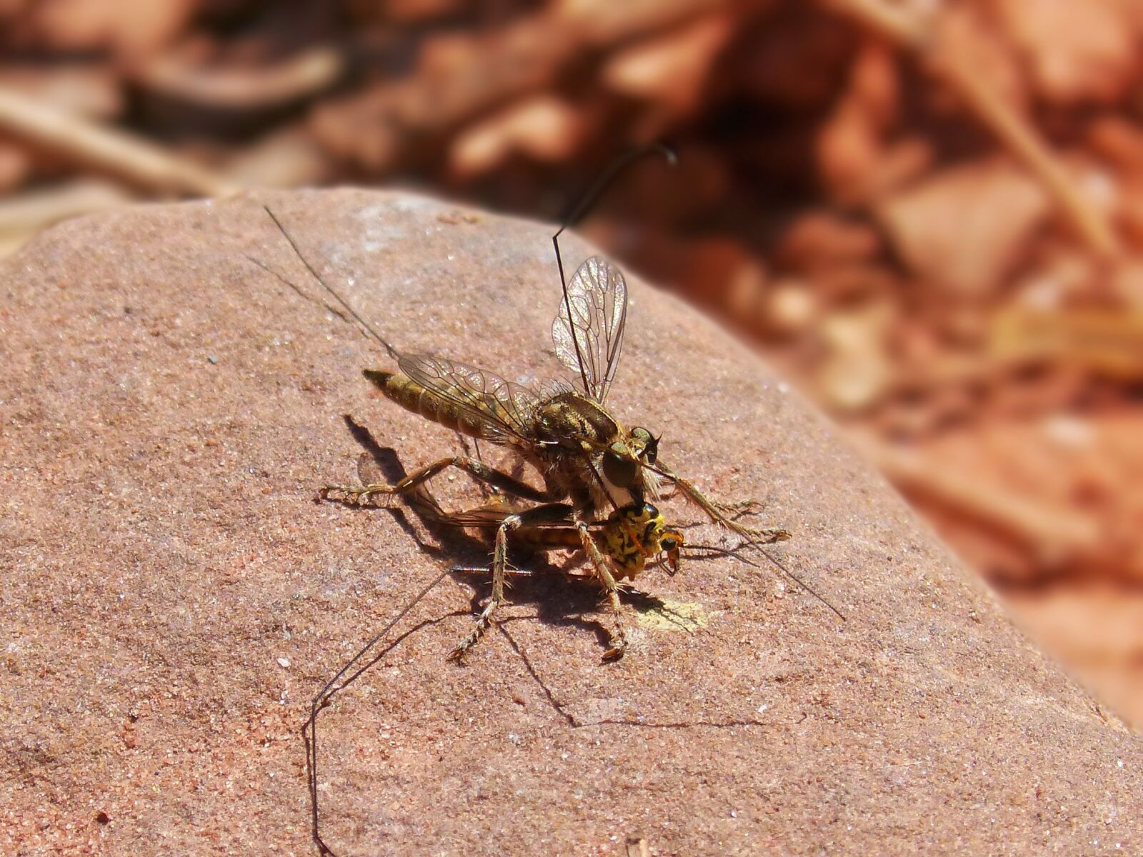 Panasonic DMC-FZ62 sample photo. As lido, assilidae, fly photography