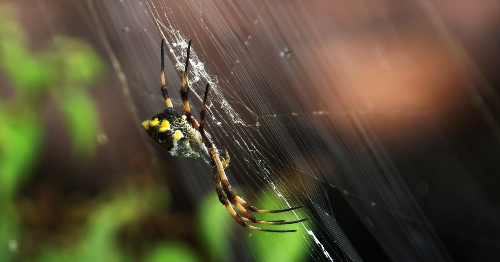 Canon PowerShot SX50 HS sample photo. Spider, insect, nature photography