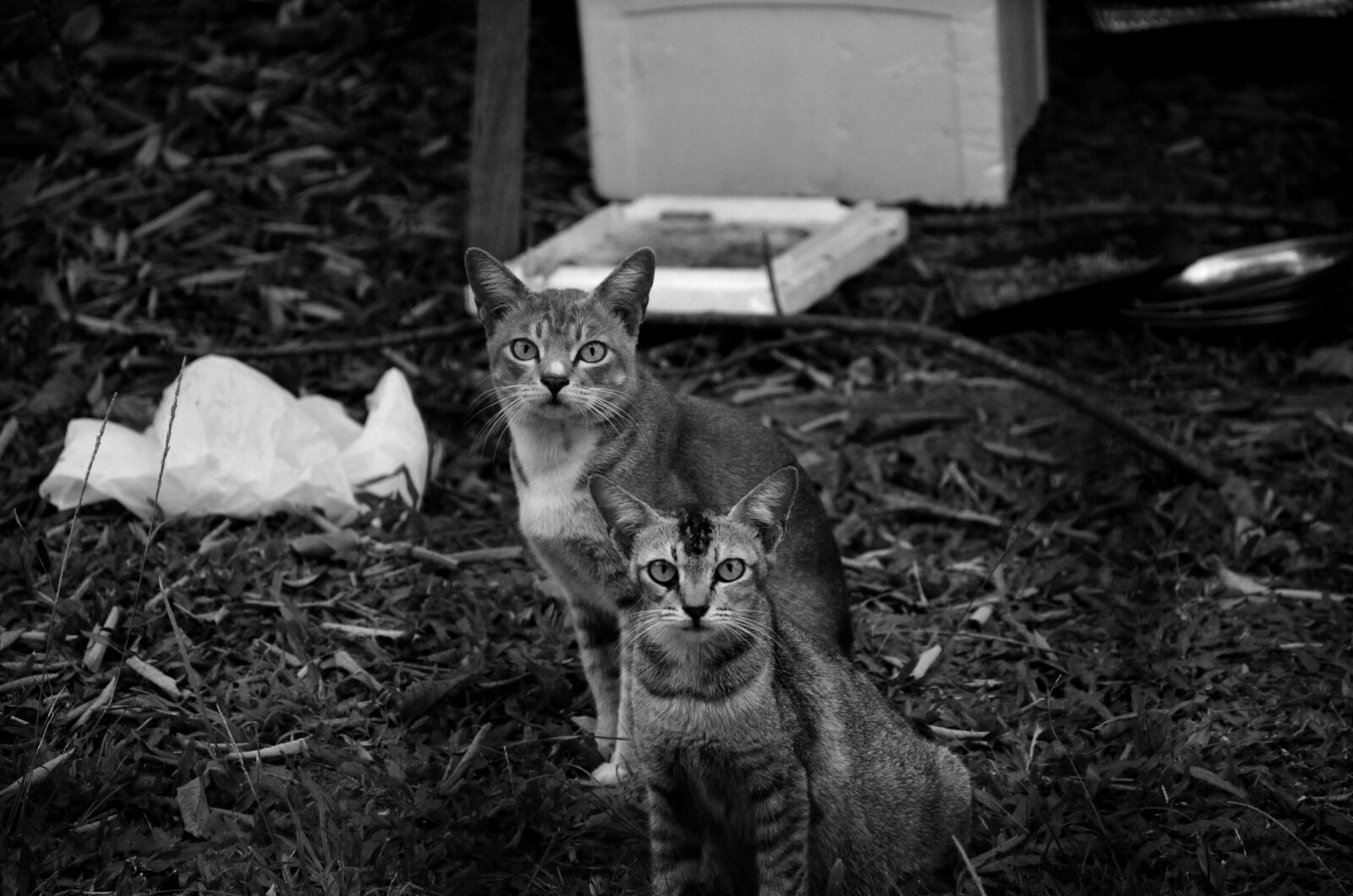 Nikon D7000 sample photo. Cats, feline, staring photography