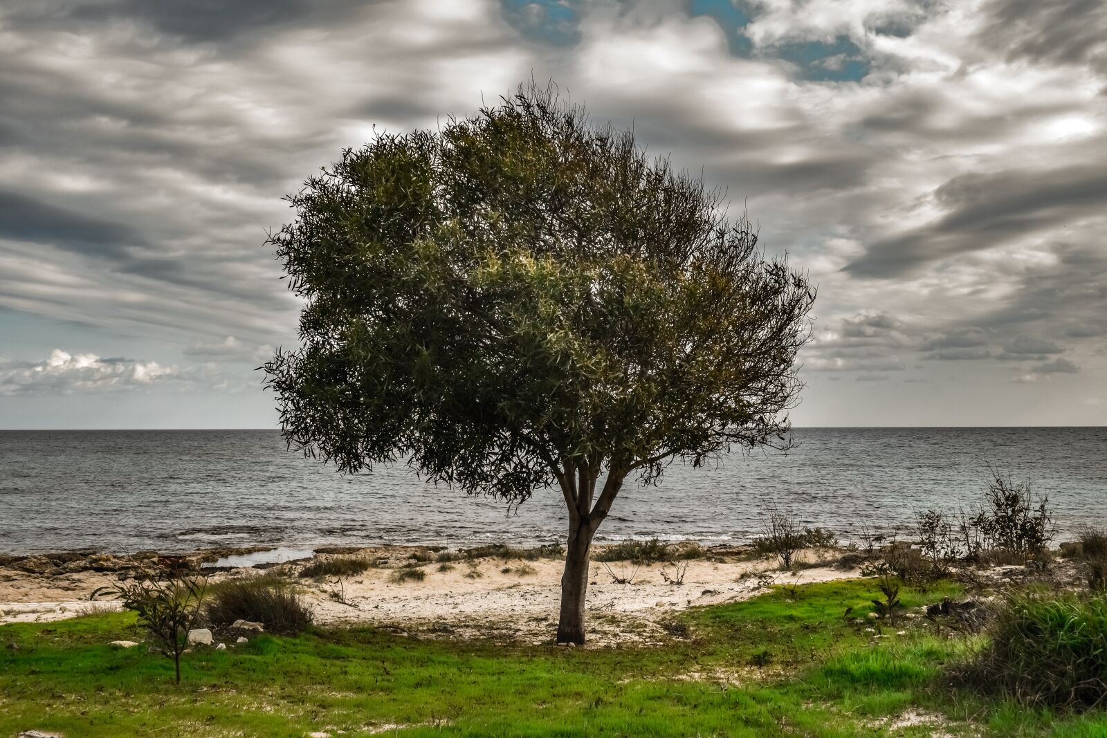 Nikon D3300 sample photo. Tree, beach, sky photography