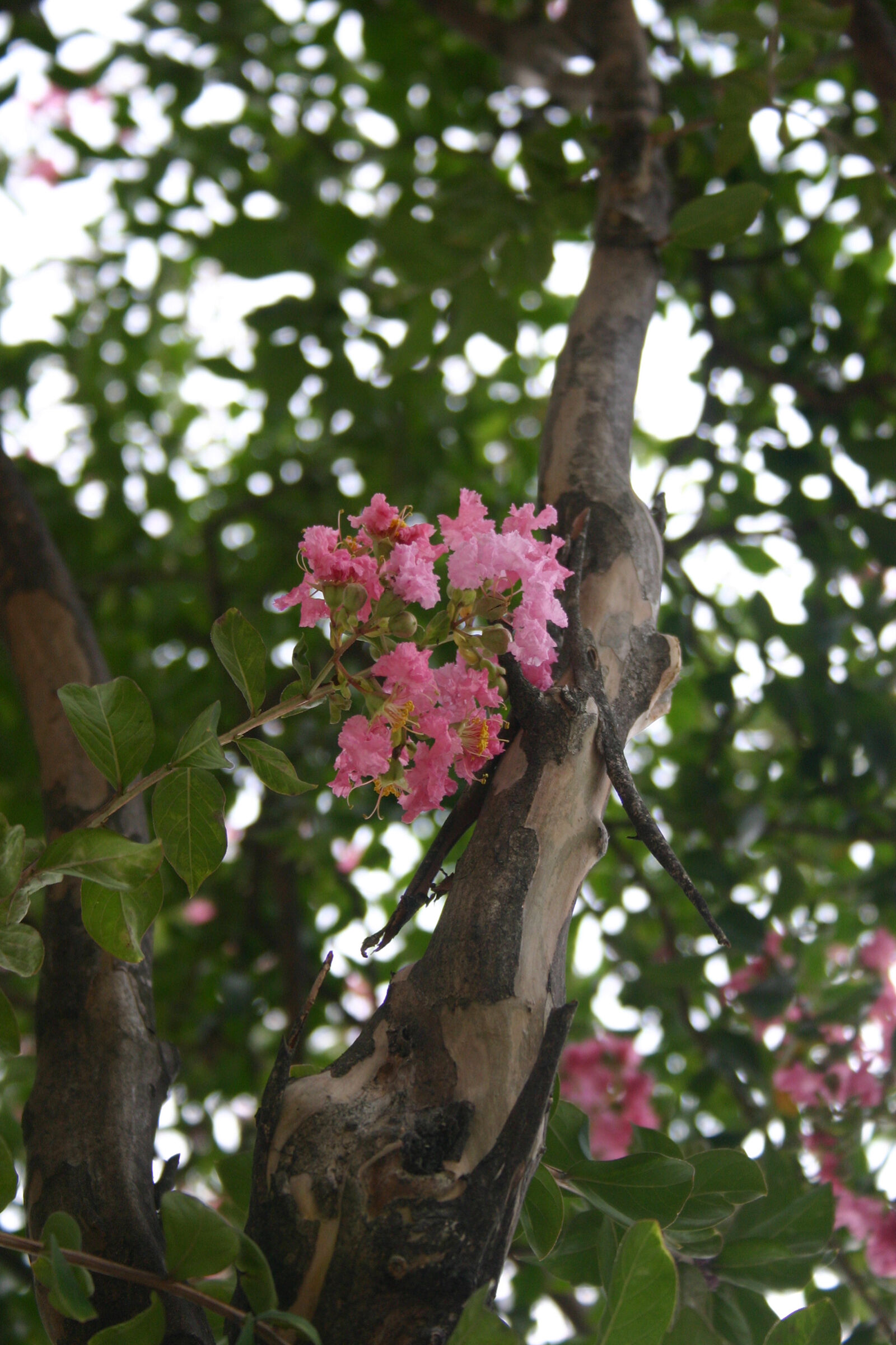 Canon EOS 300D (EOS Digital Rebel / EOS Kiss Digital) sample photo. Crepe, myrtle, flower, flowers photography