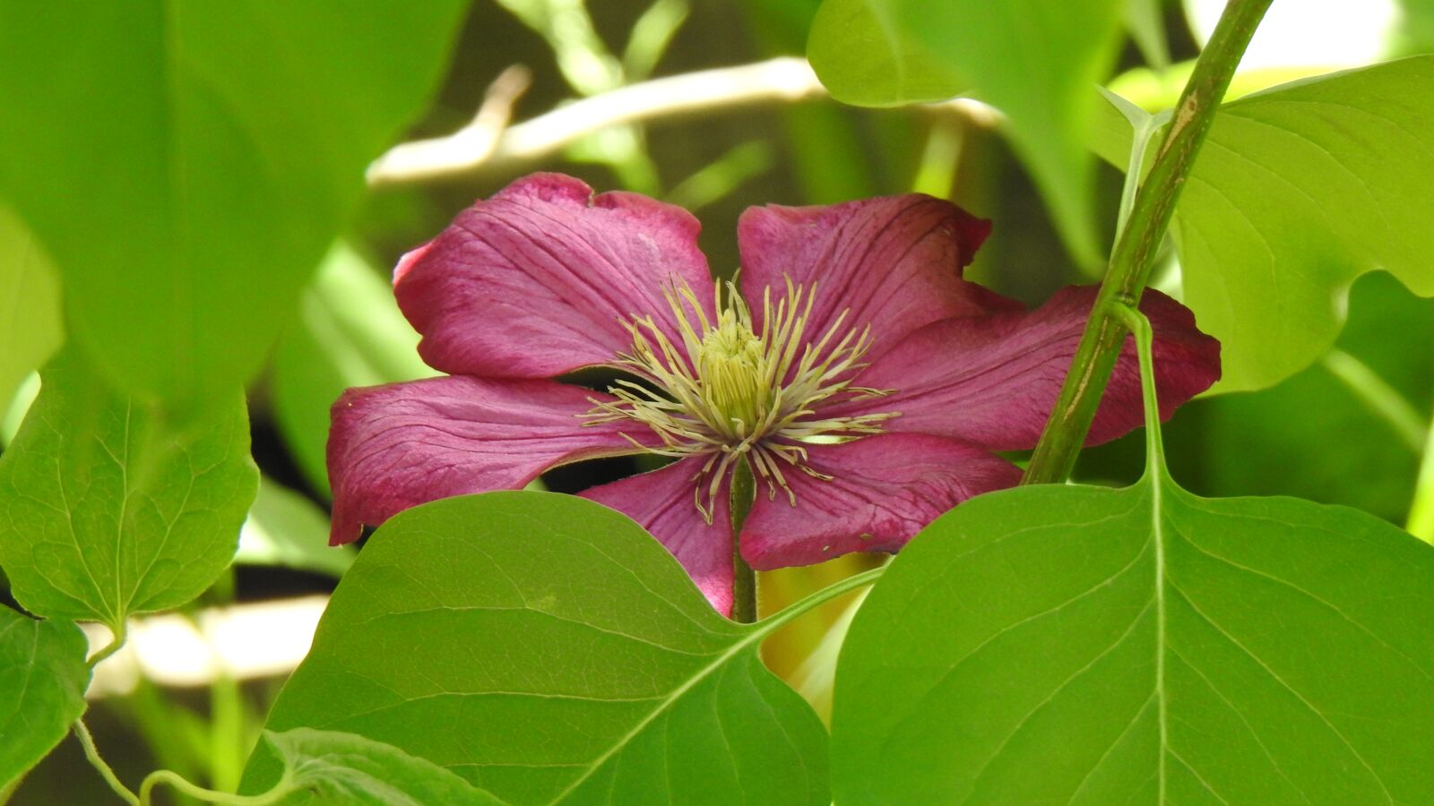 Nikon Coolpix P900 sample photo. Clematis, flowers, climber plant photography