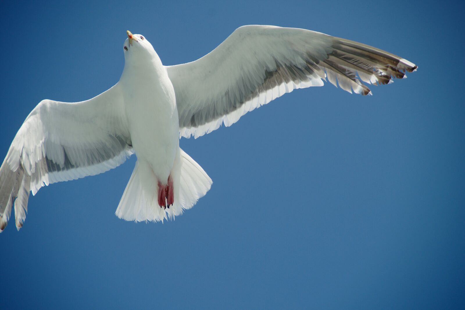 Nikon D800 sample photo. Seagull, flying, bird photography