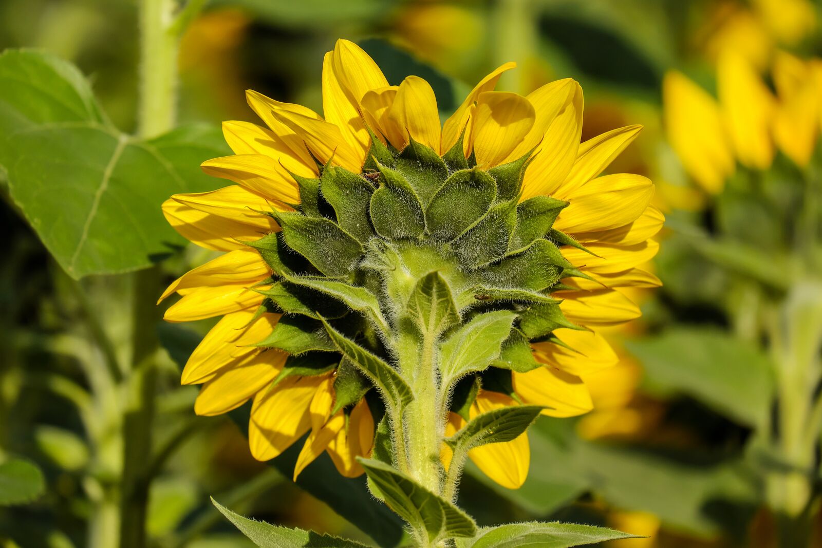 Fujifilm X-T10 + Fujifilm XC 50-230mm F4.5-6.7 OIS sample photo. Sunflower, flower, bloom photography