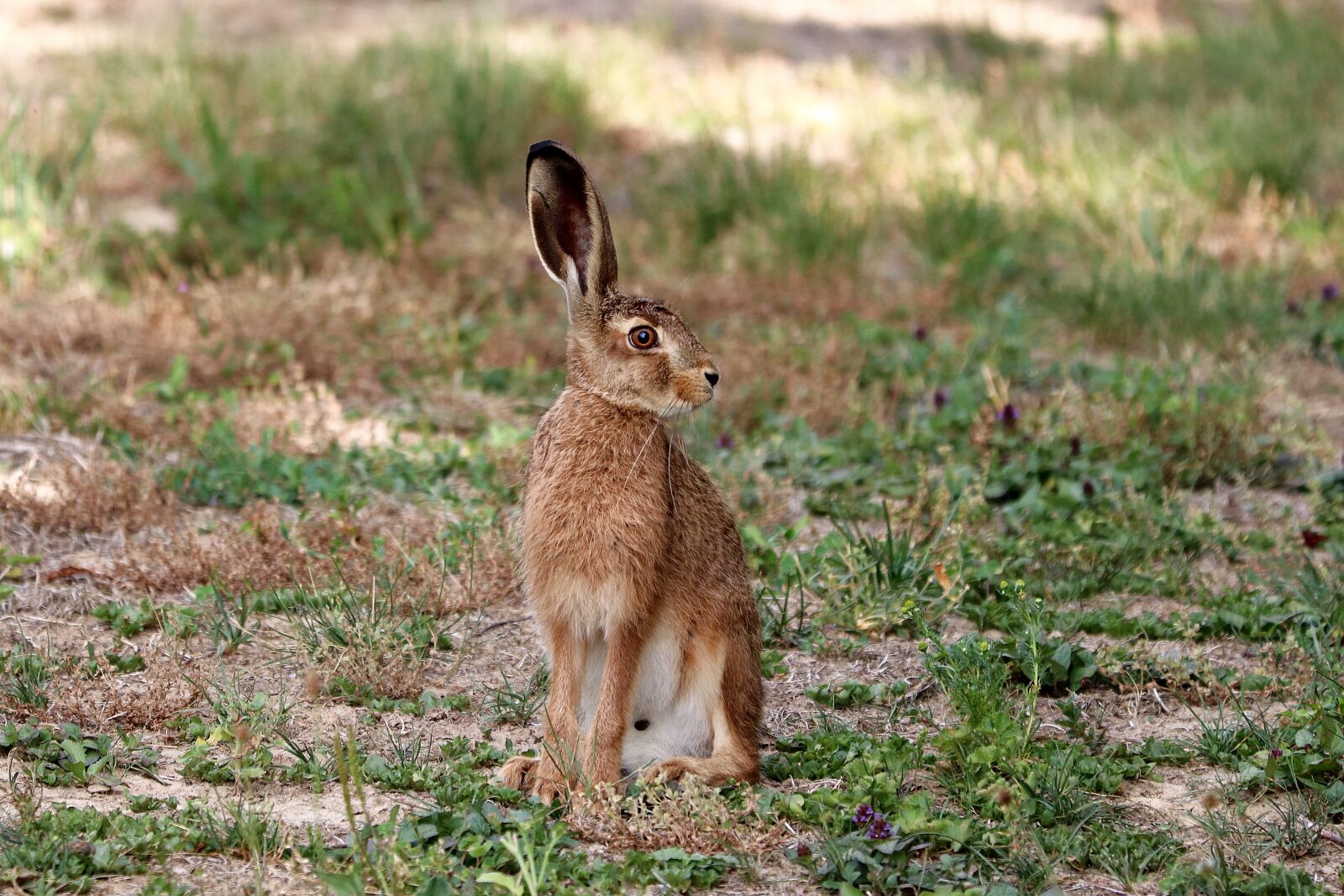 Canon EOS 77D (EOS 9000D / EOS 770D) sample photo. Rabbit ears, hare, long photography