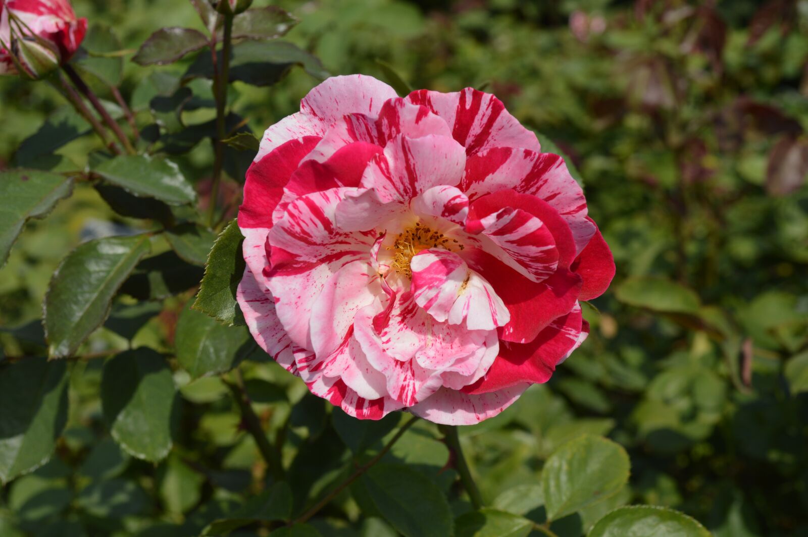 Nikon D3200 sample photo. Flower, flora, nature photography