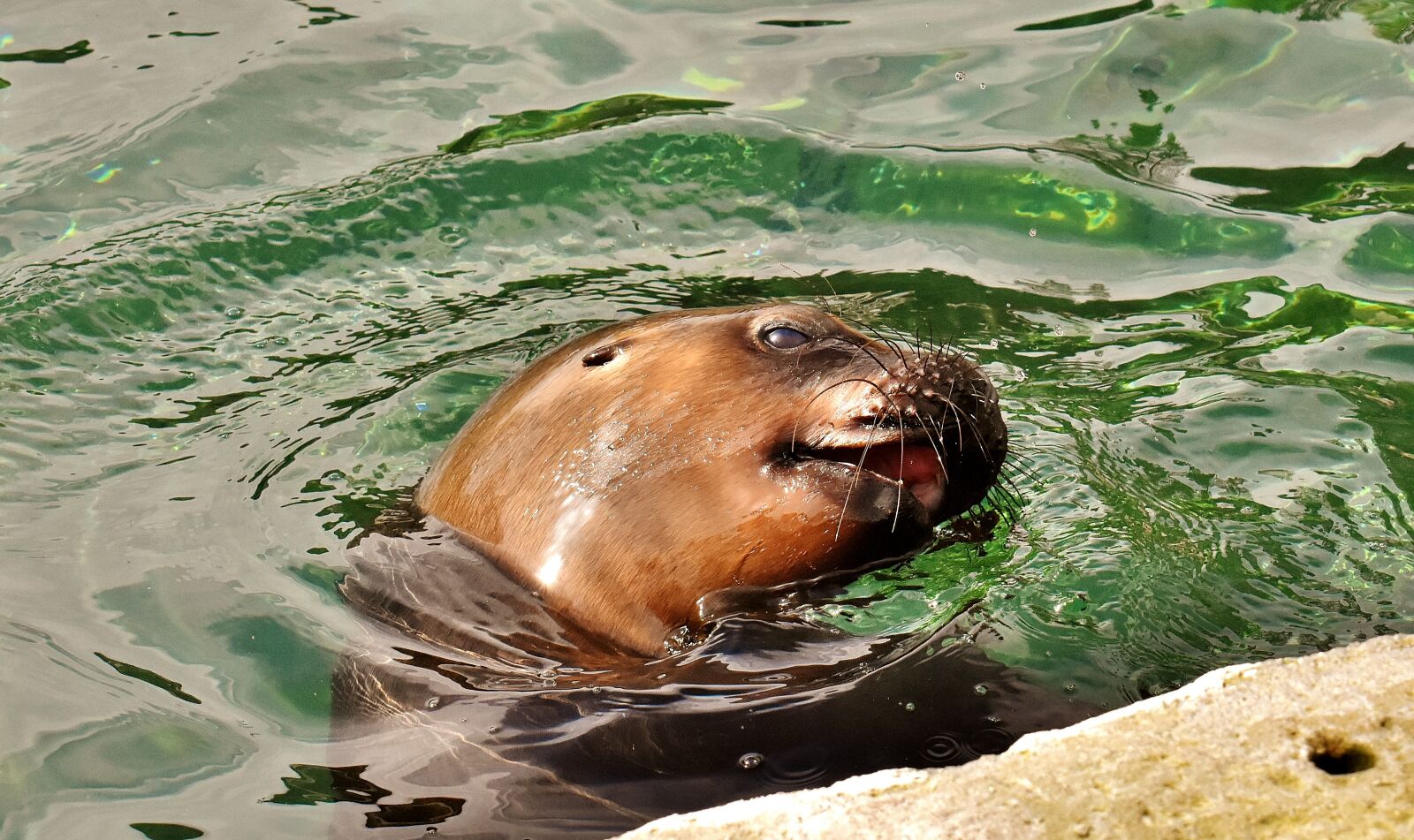 Nikon D7200 sample photo. Seal, sea lion, sleep photography