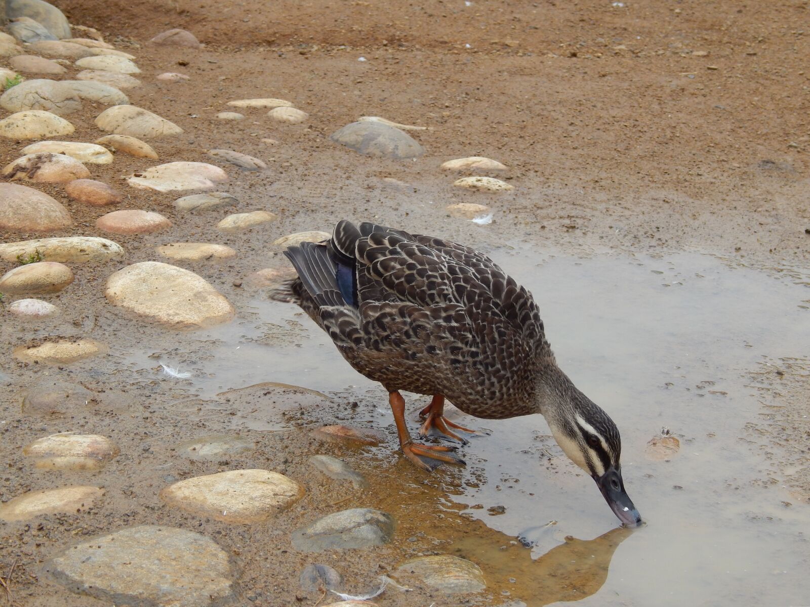 Nikon Coolpix L820 sample photo. Duck, pond, wildlife photography