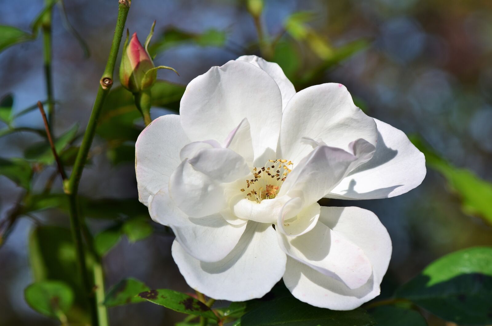 Nikon D7200 sample photo. Roses, rose bush, flowers photography